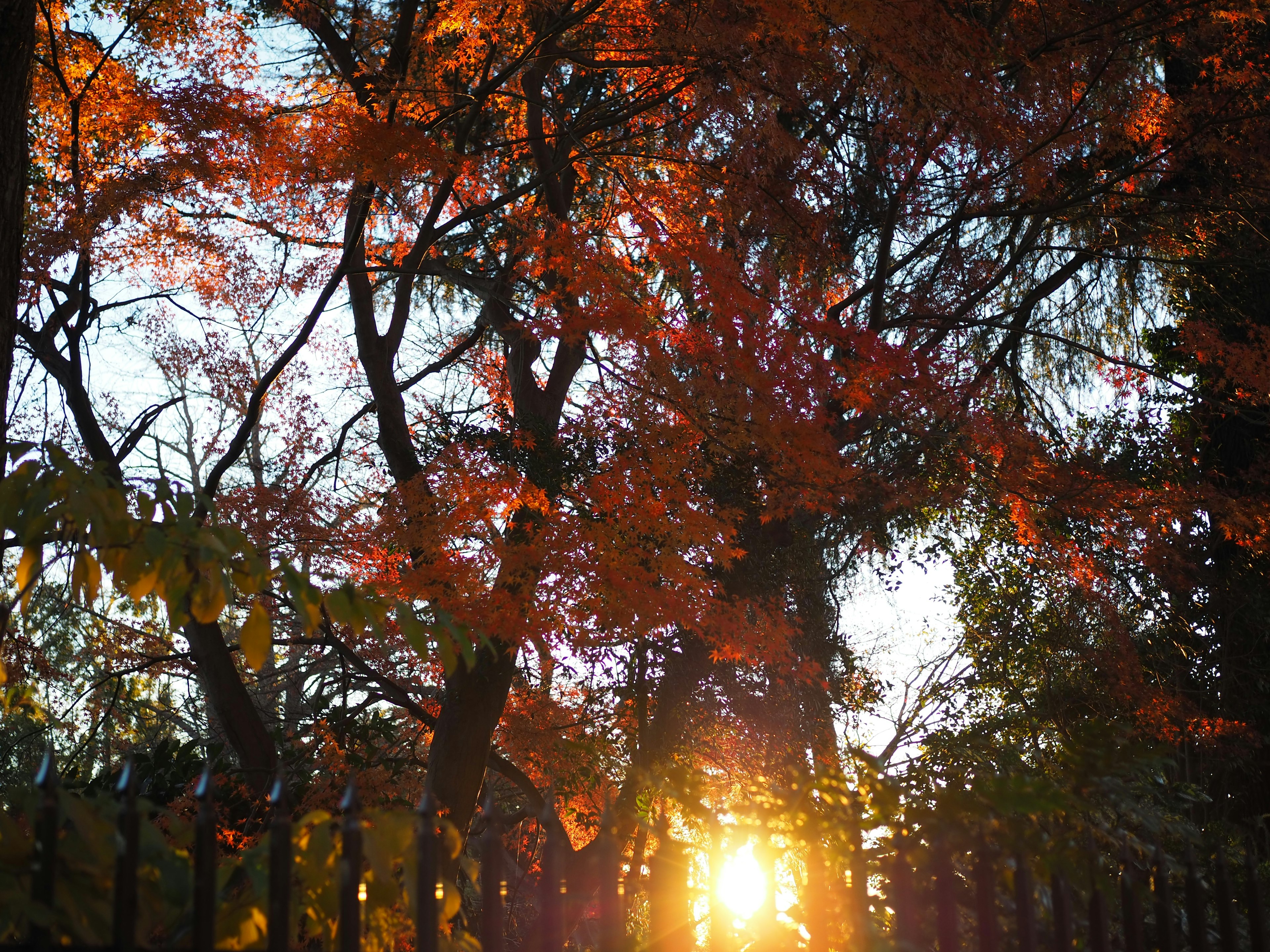 秋の紅葉が美しい公園の風景夕日が木々の間から差し込む