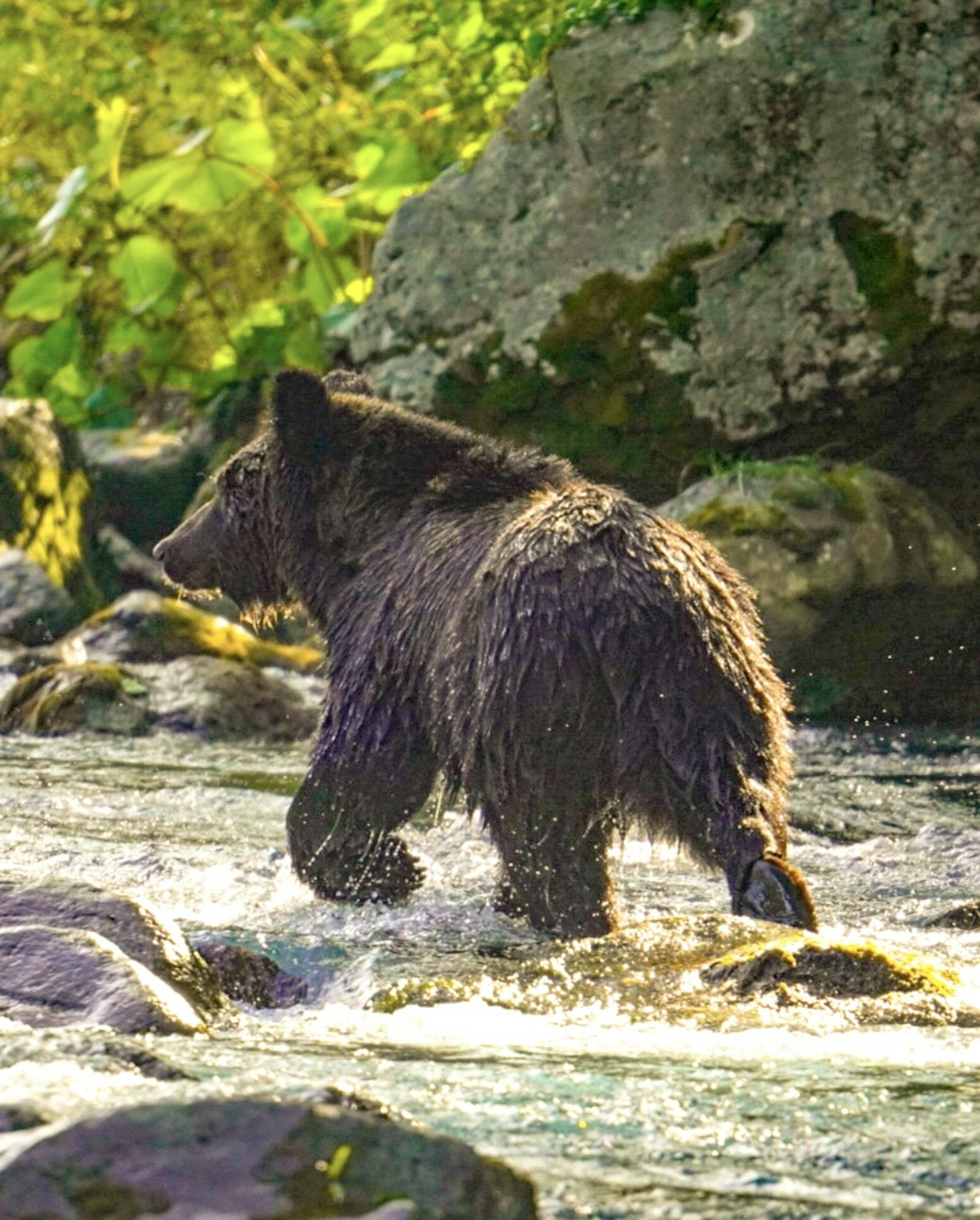 Un oso pardo caminando por un río