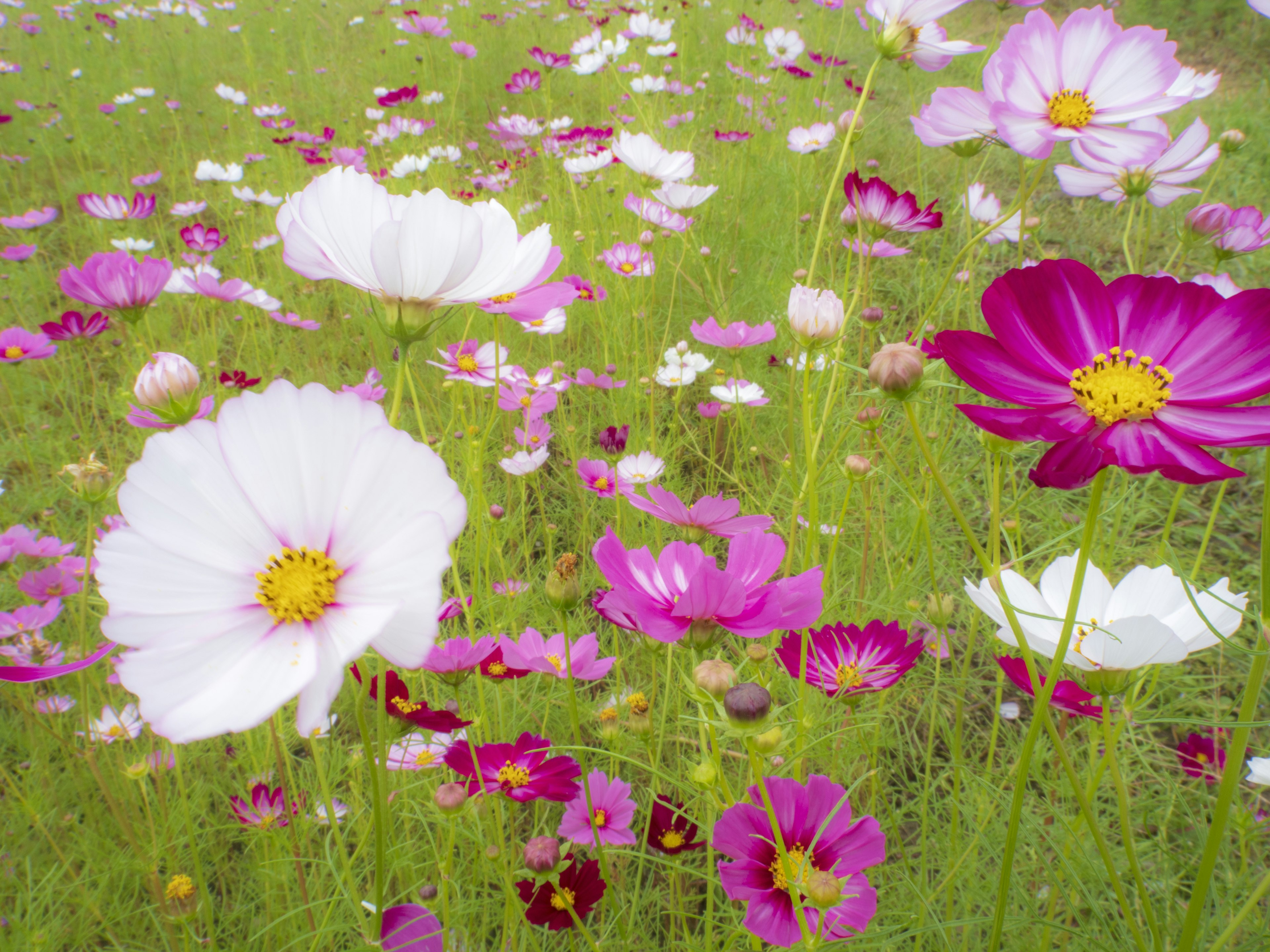 A vibrant field of blooming cosmos flowers in various colors