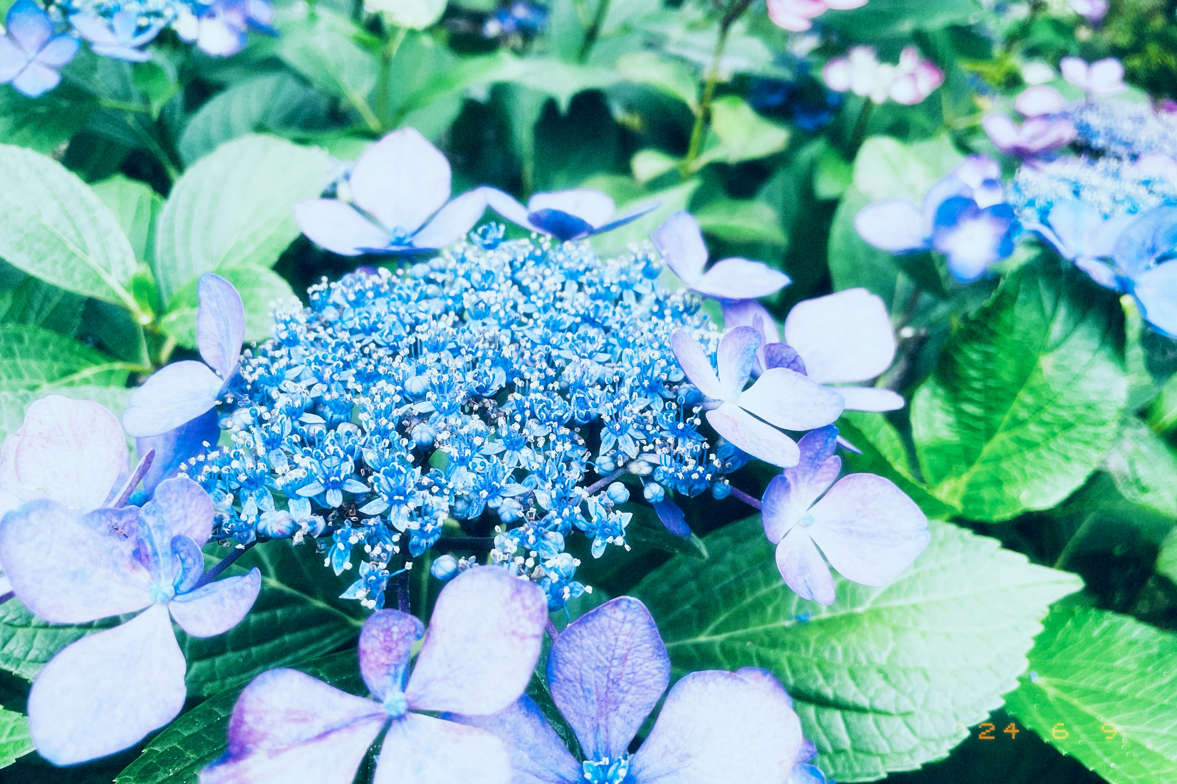 Primo piano di un'ortensia con fiori blu e foglie verdi