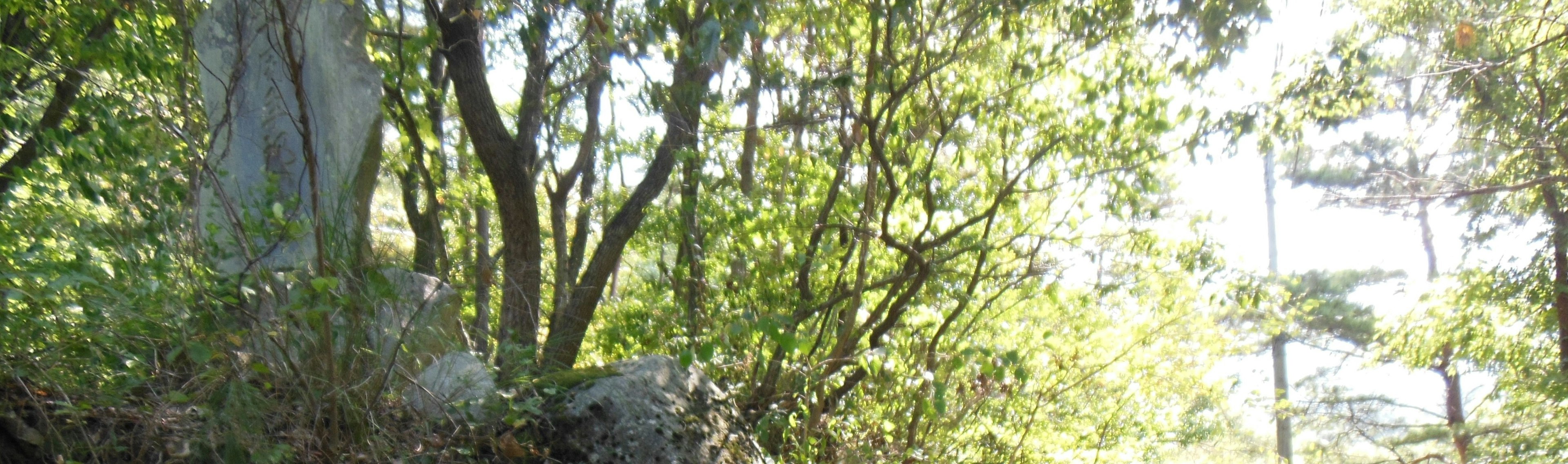 Üppige Vegetation umgibt eine natürliche Landschaft