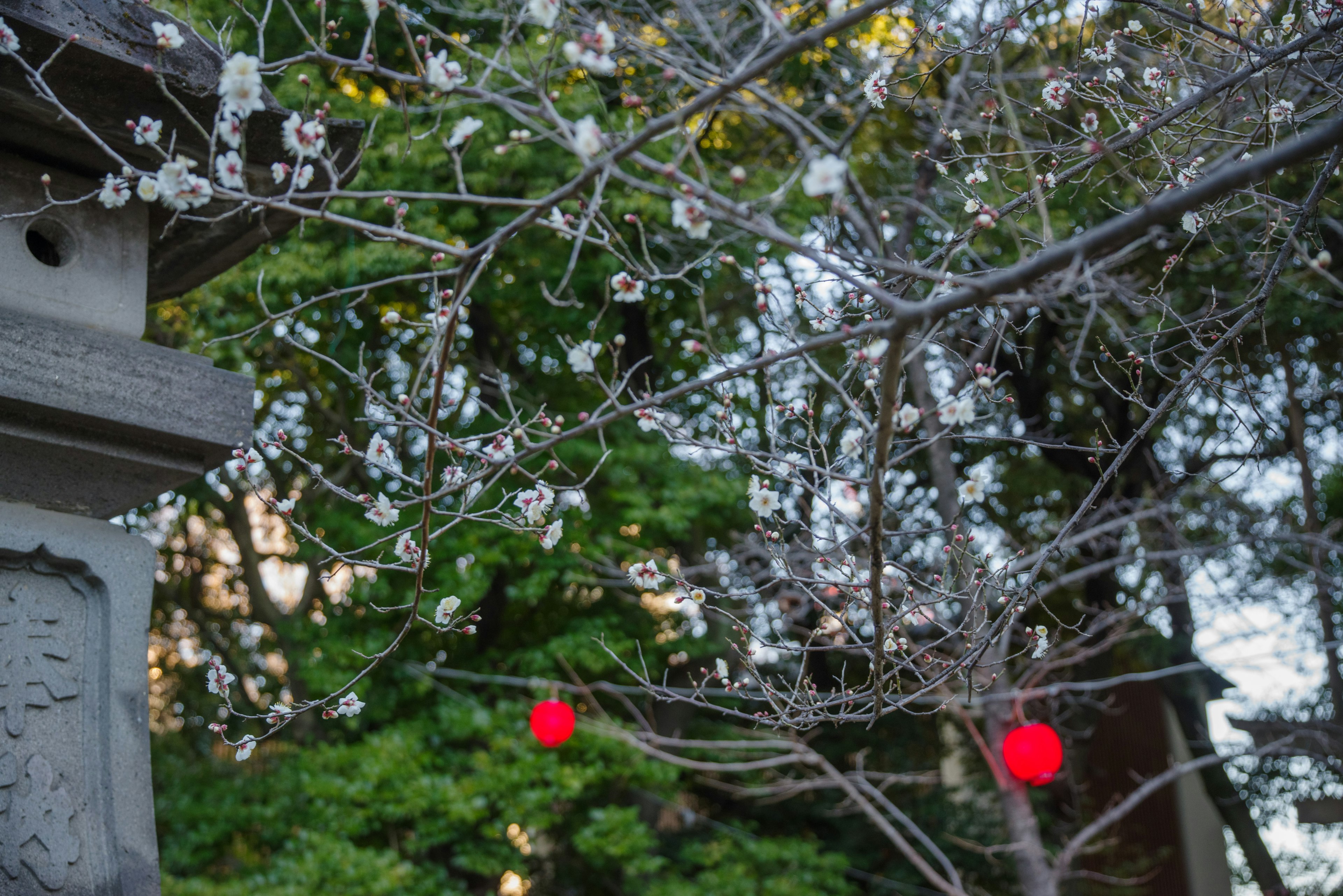 Linterna de piedra cerca de ramas con flores blancas y bolas rojas