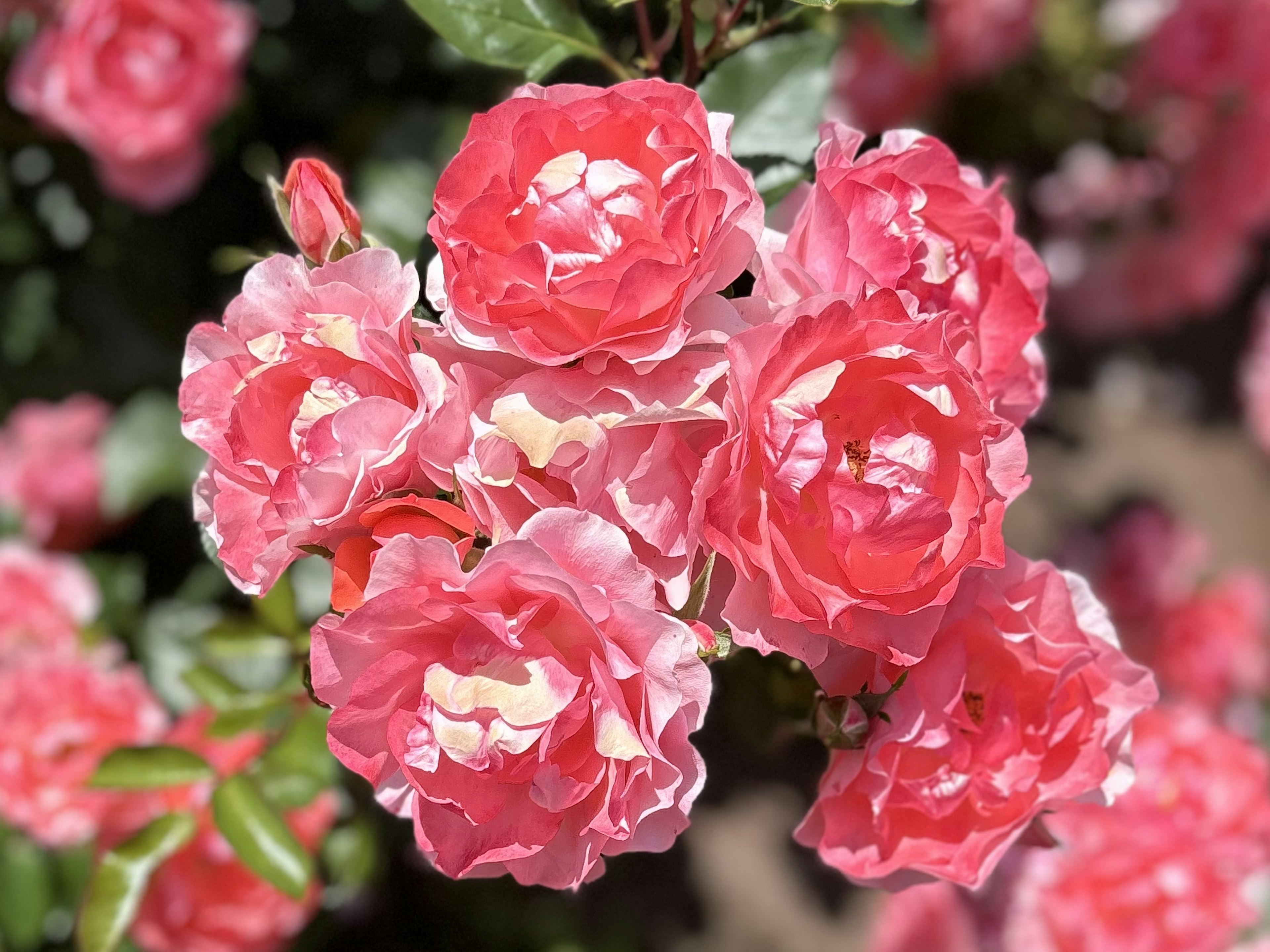 鮮やかなピンク色のバラの花が集まって咲いている