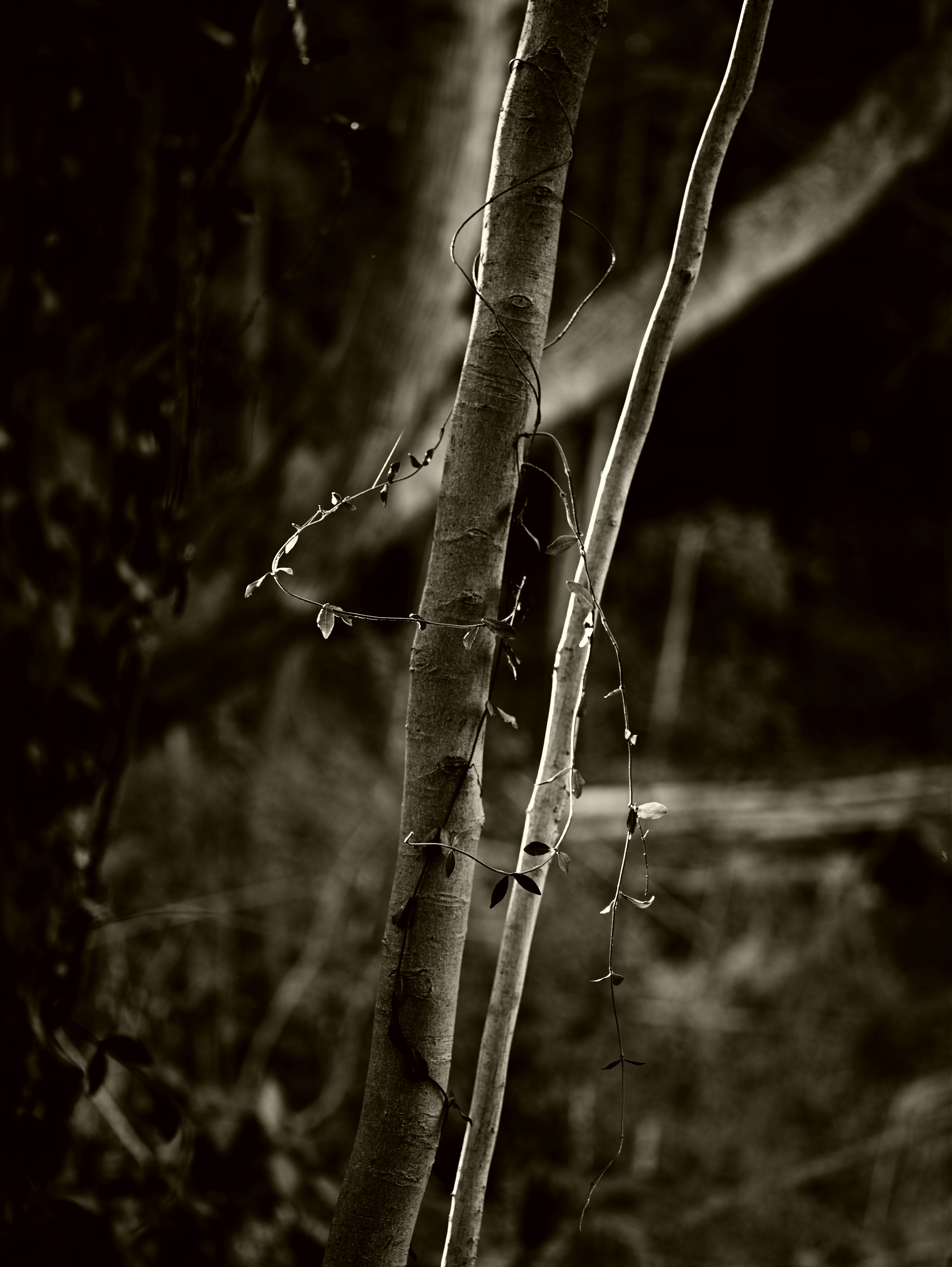 A scene of tree trunks and thin branches intersecting in black and white contrast