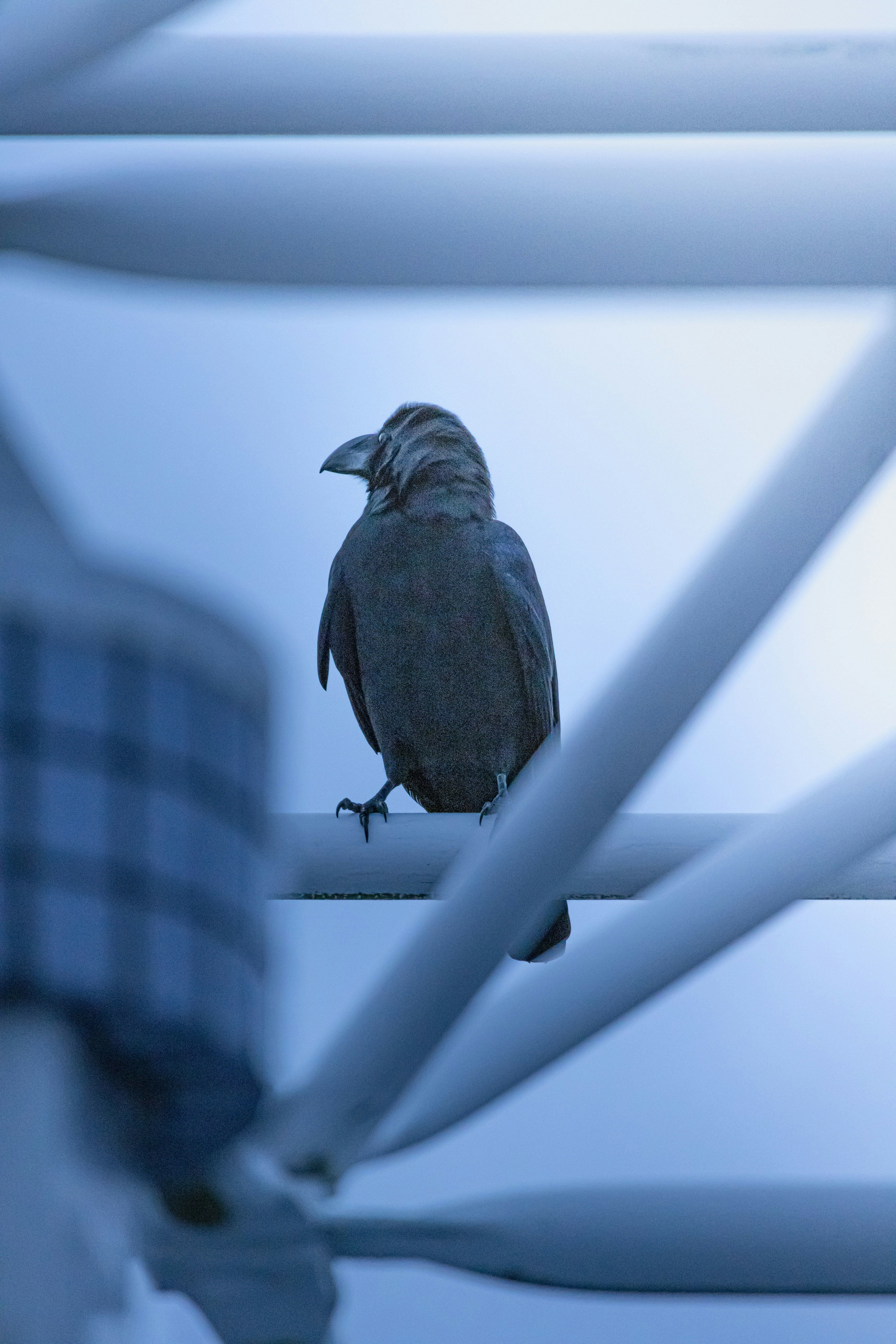 Silueta de un pájaro posado en una tubería sobre un fondo azul