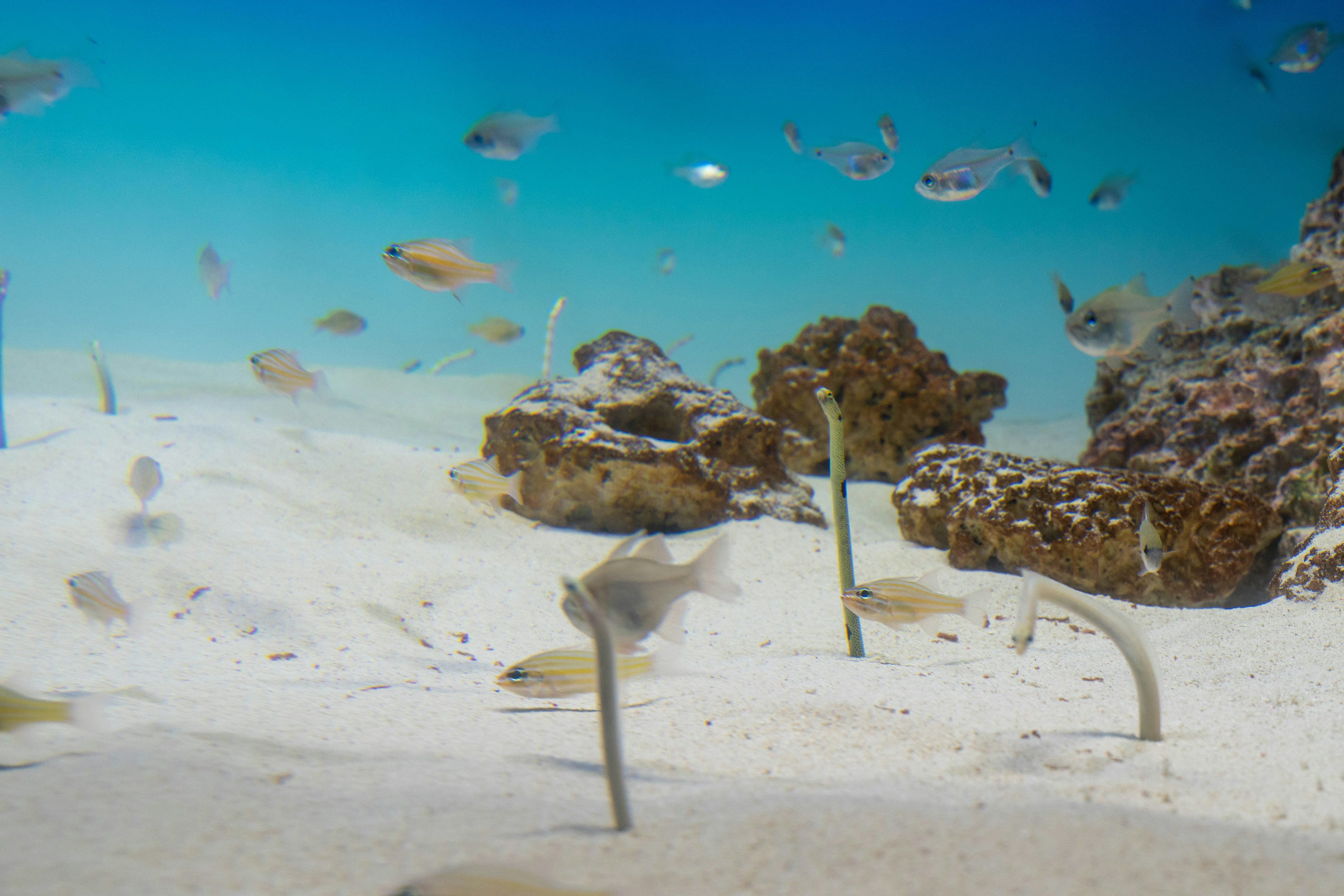 Small fish swimming in a sandy ocean floor with green plants