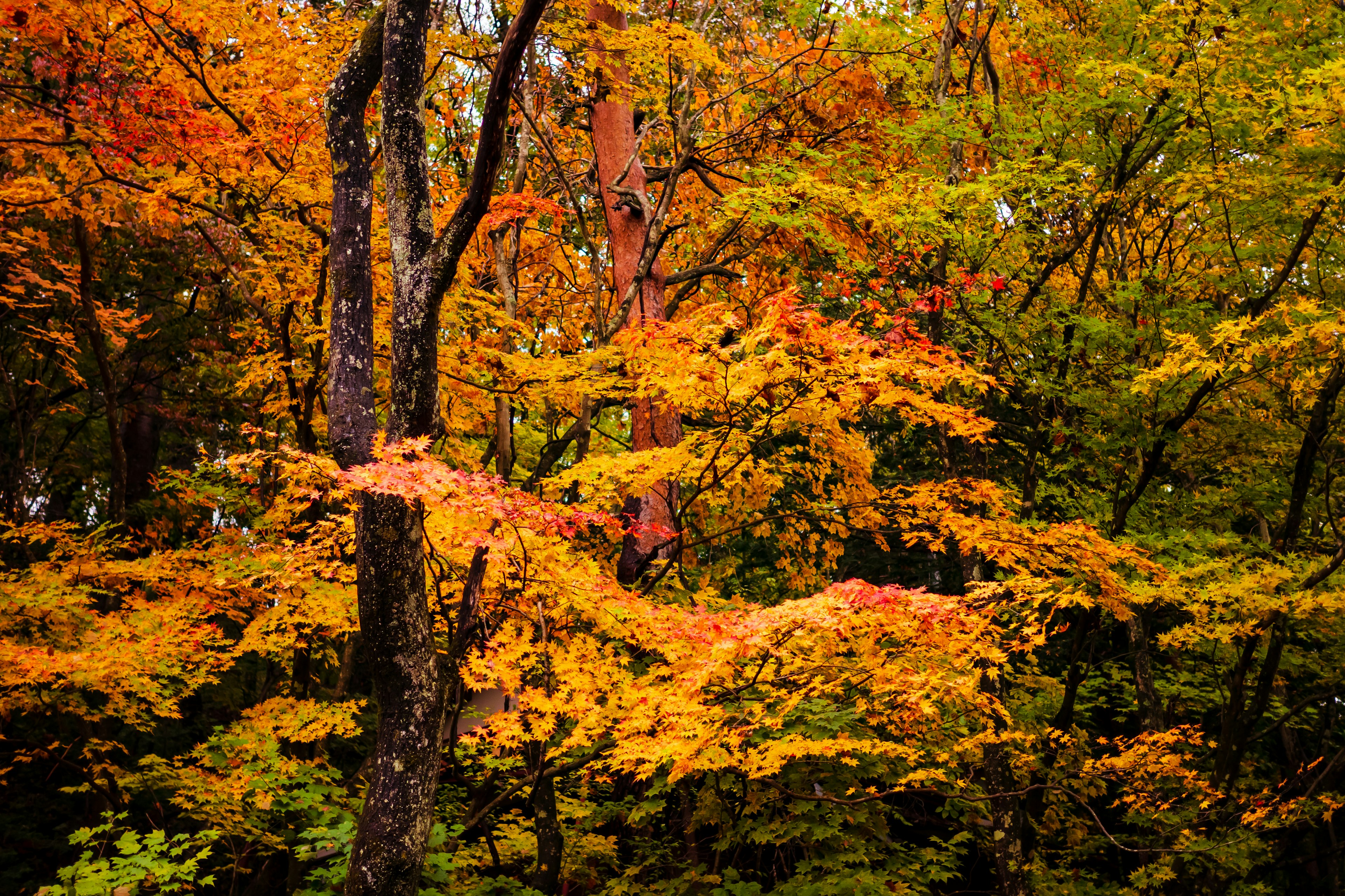 Follaje de otoño vibrante con hojas coloridas