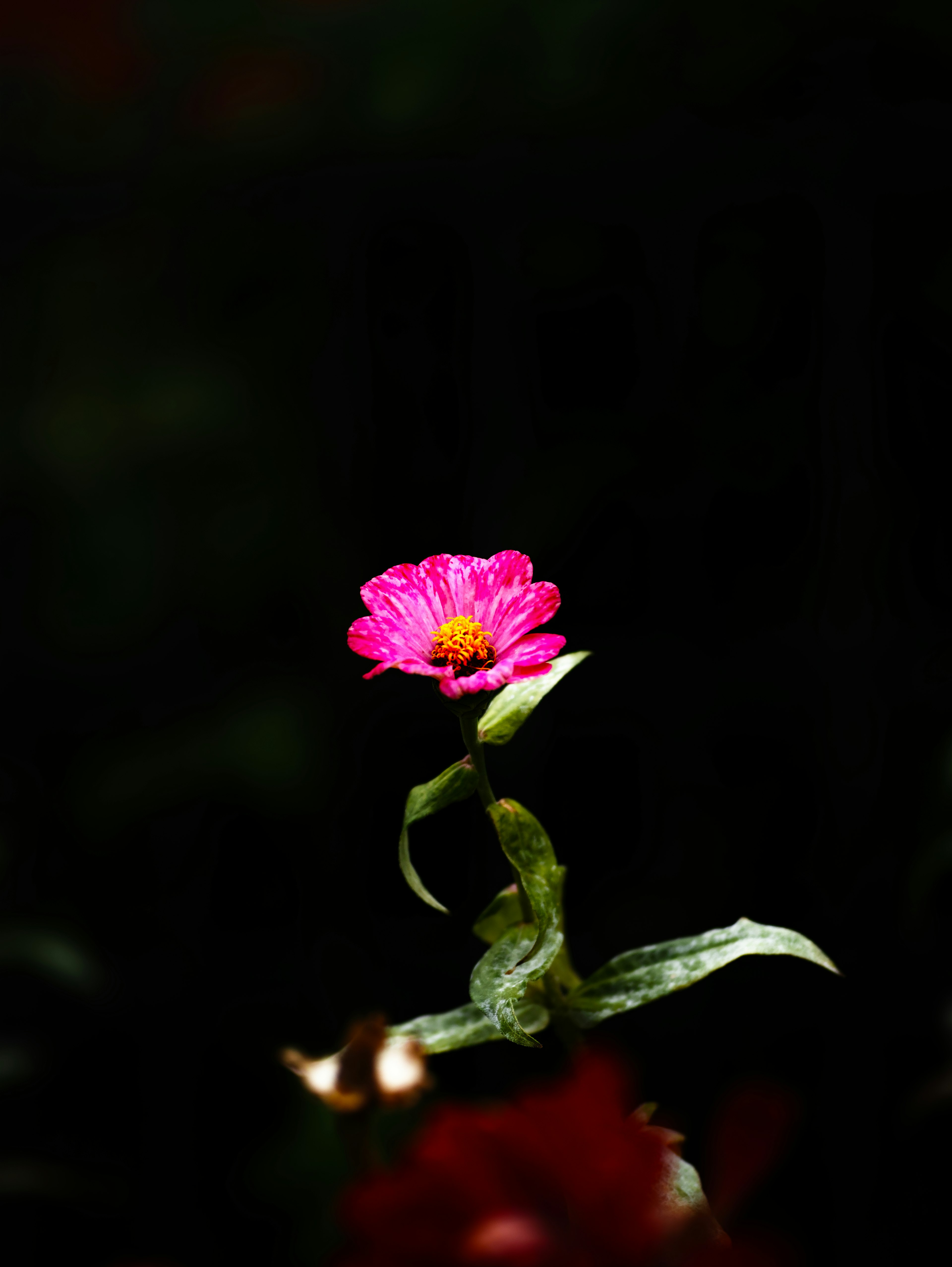 Lebendige rosa Blume, die sich vor einem dunklen Hintergrund abhebt