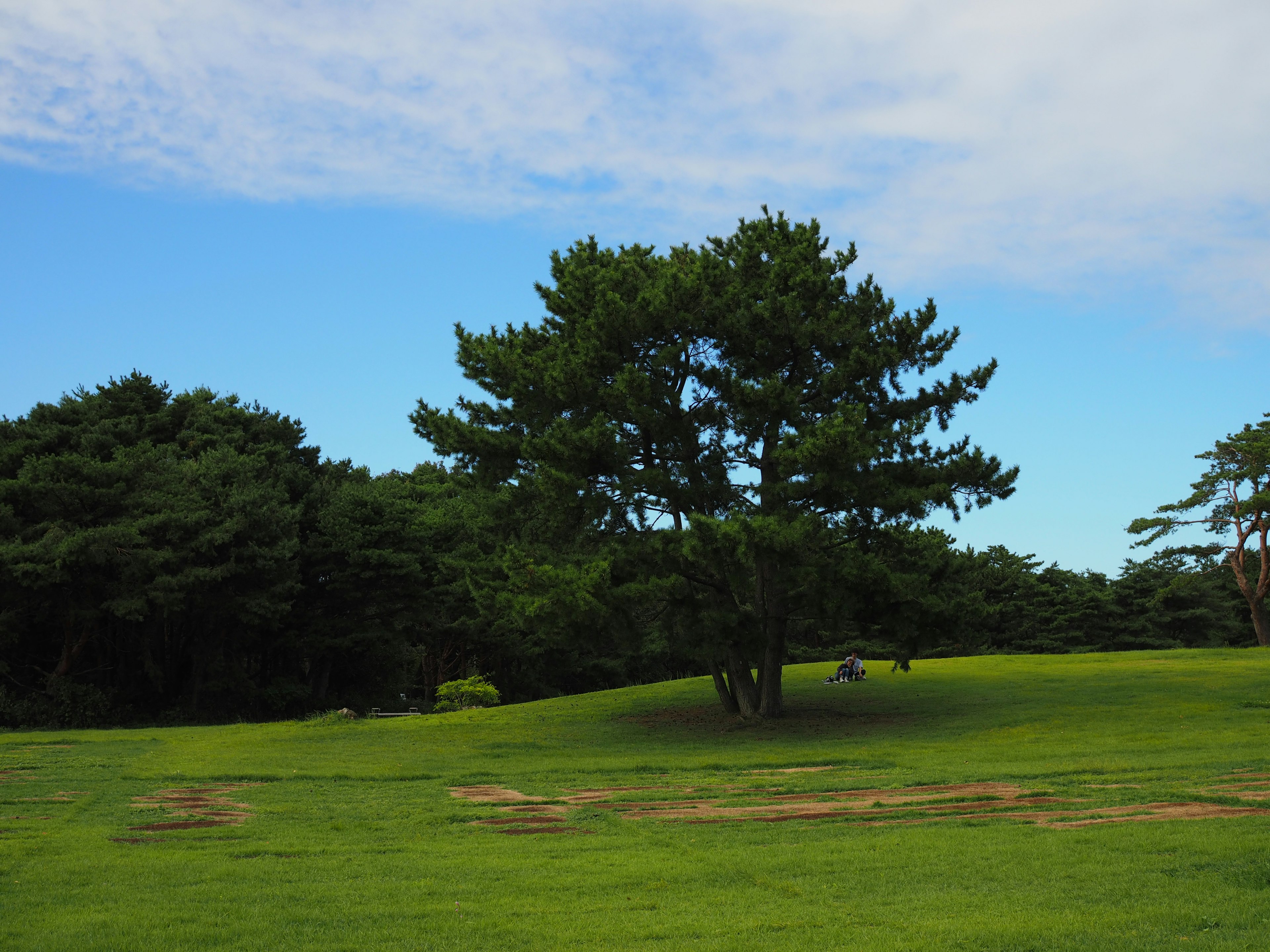 Green grass and a pine tree under a blue sky