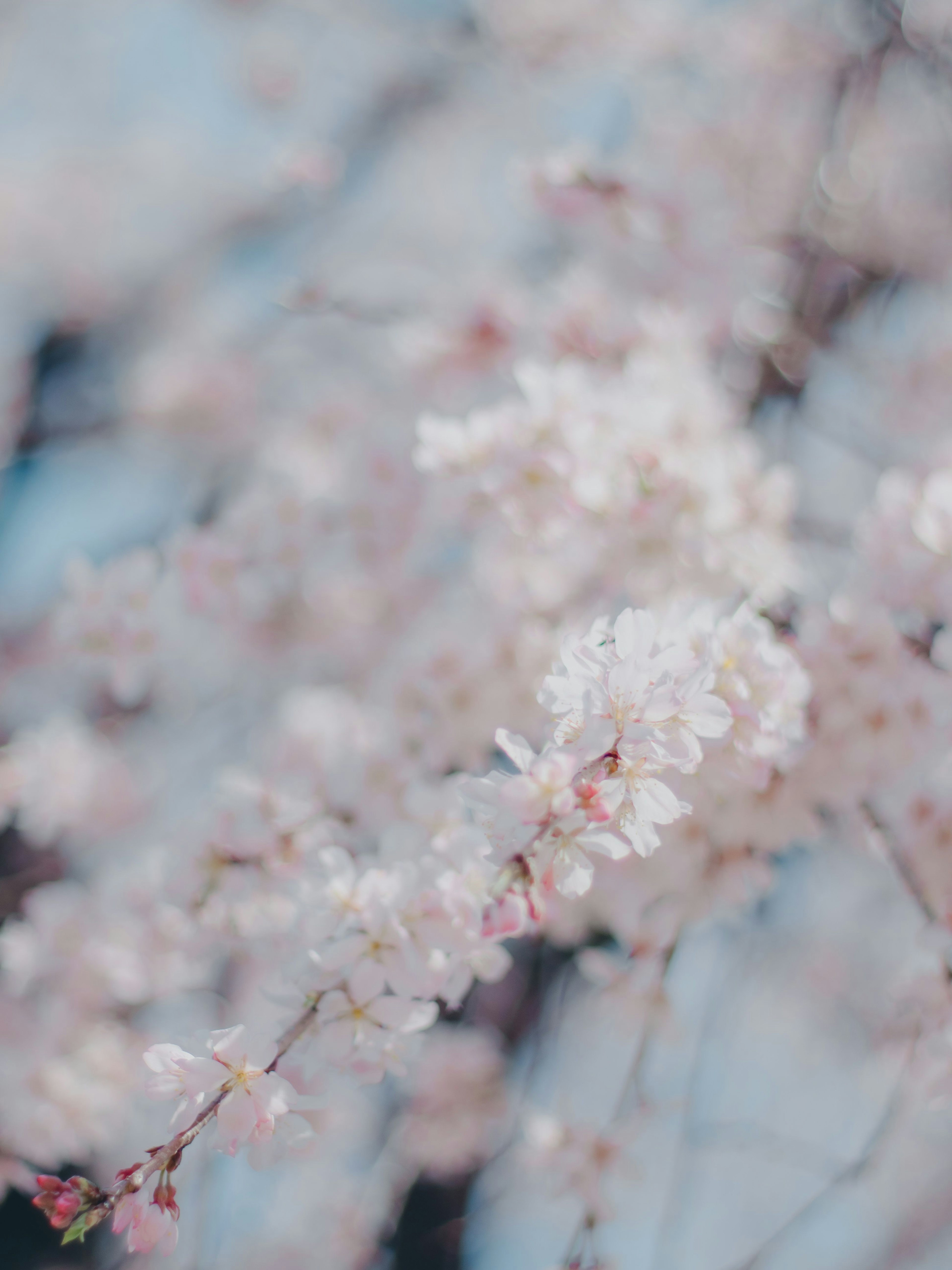 桜の花が咲いている枝のクローズアップ柔らかいピンク色の花びらと青い背景