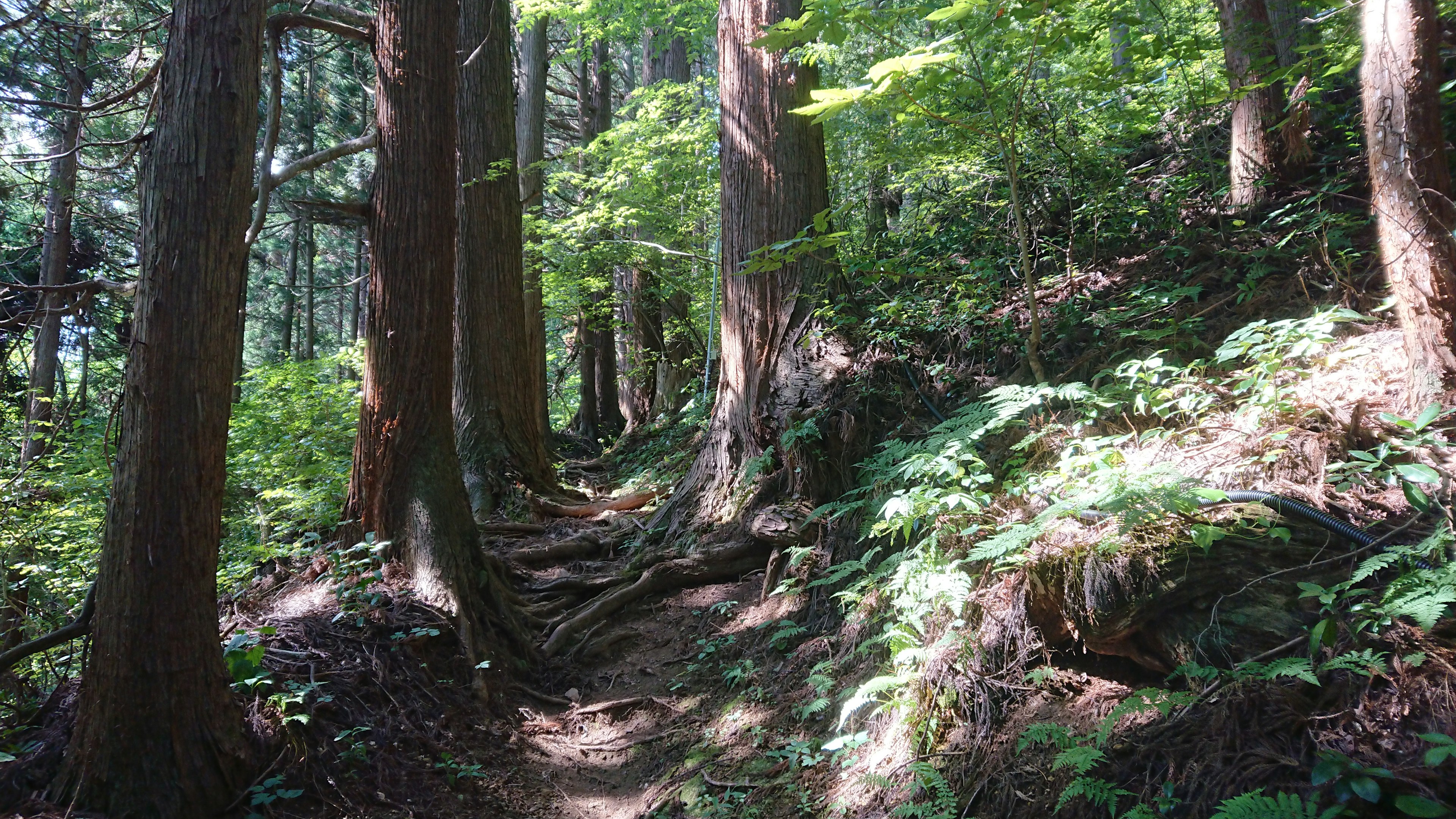 Ein üppiger Waldweg umgeben von hohen Bäumen und Farnen