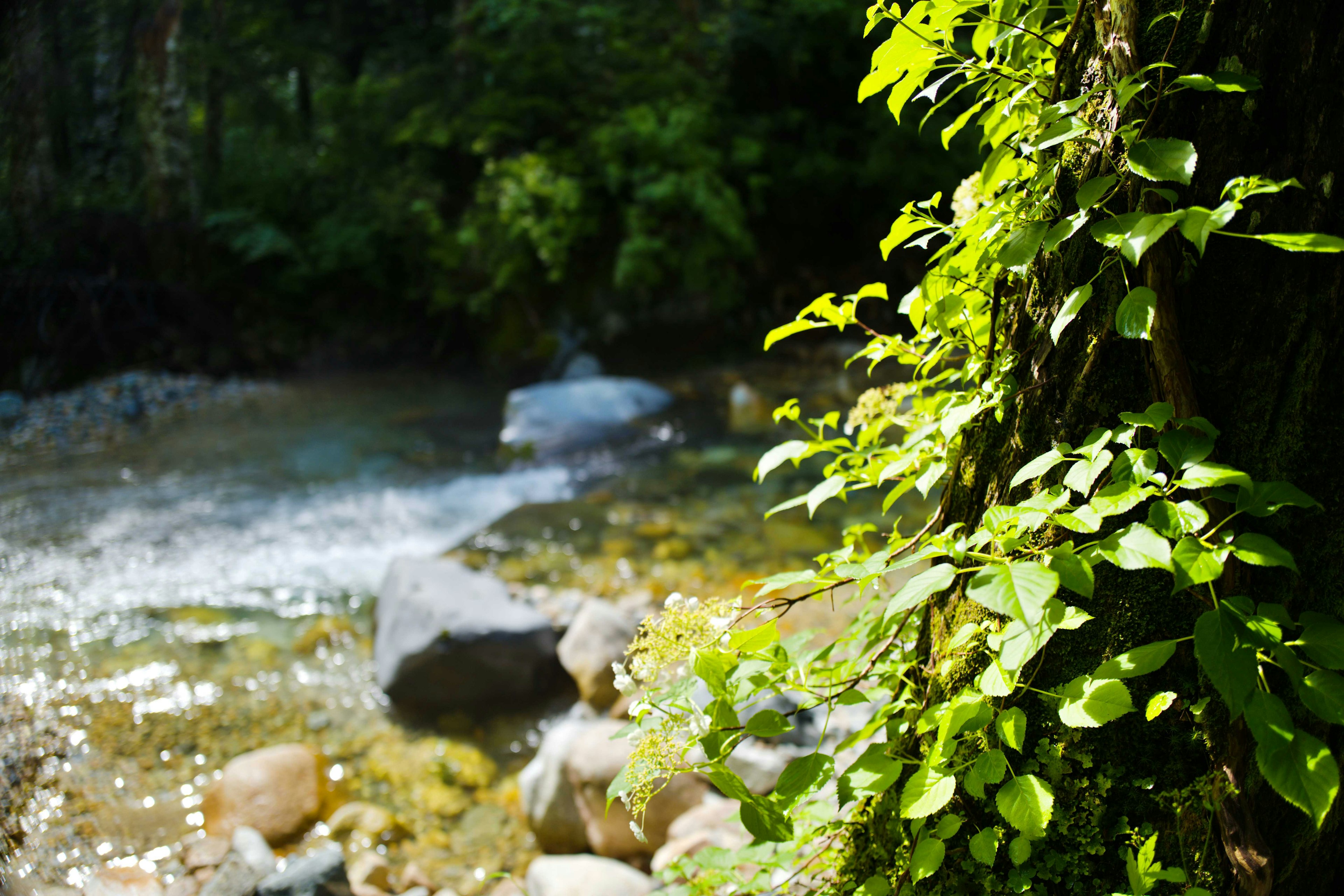 川の近くにある緑の葉と石が見える自然の風景