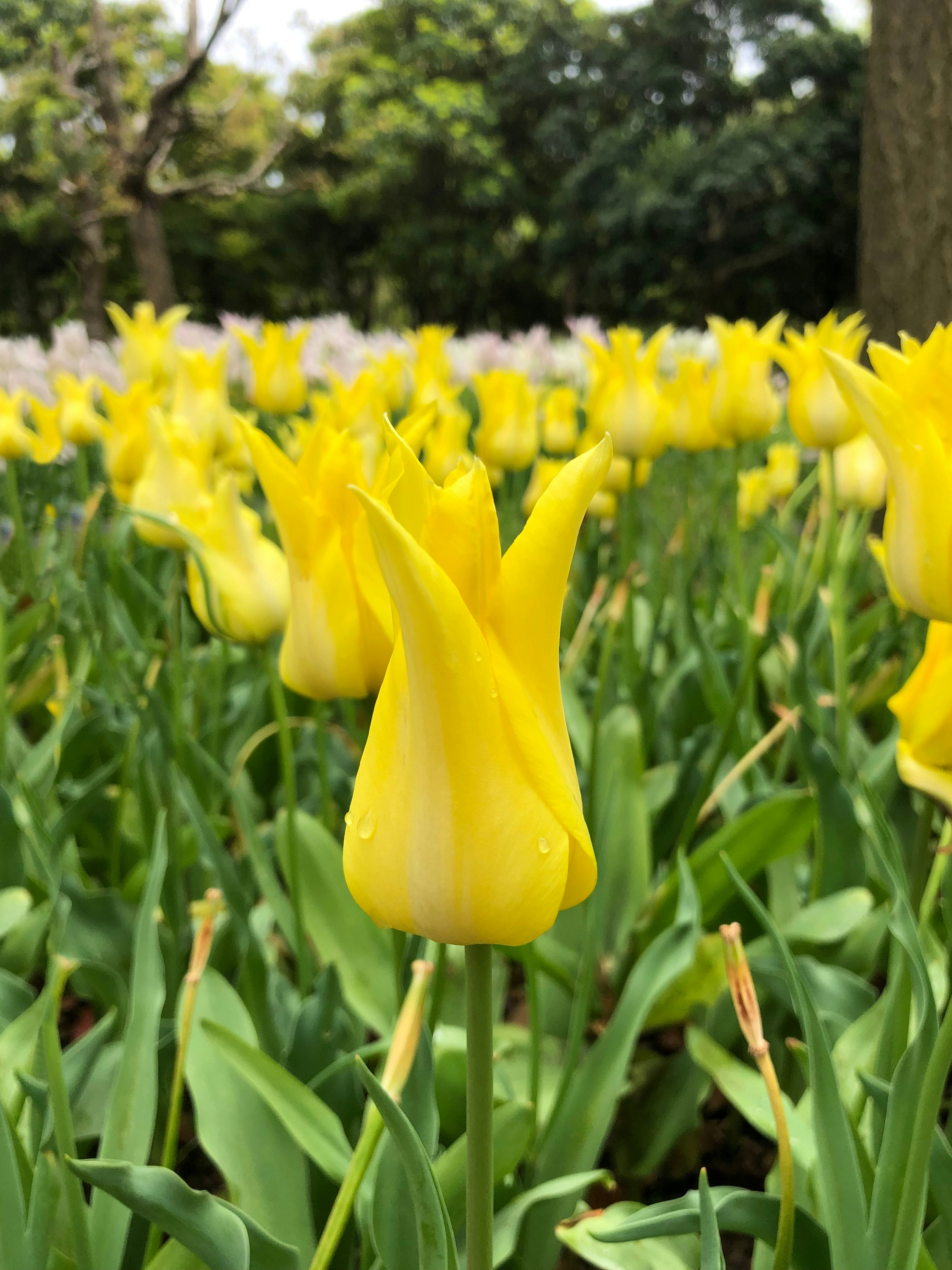 Un champ de tulipes jaunes en fleurs avec des feuilles vertes