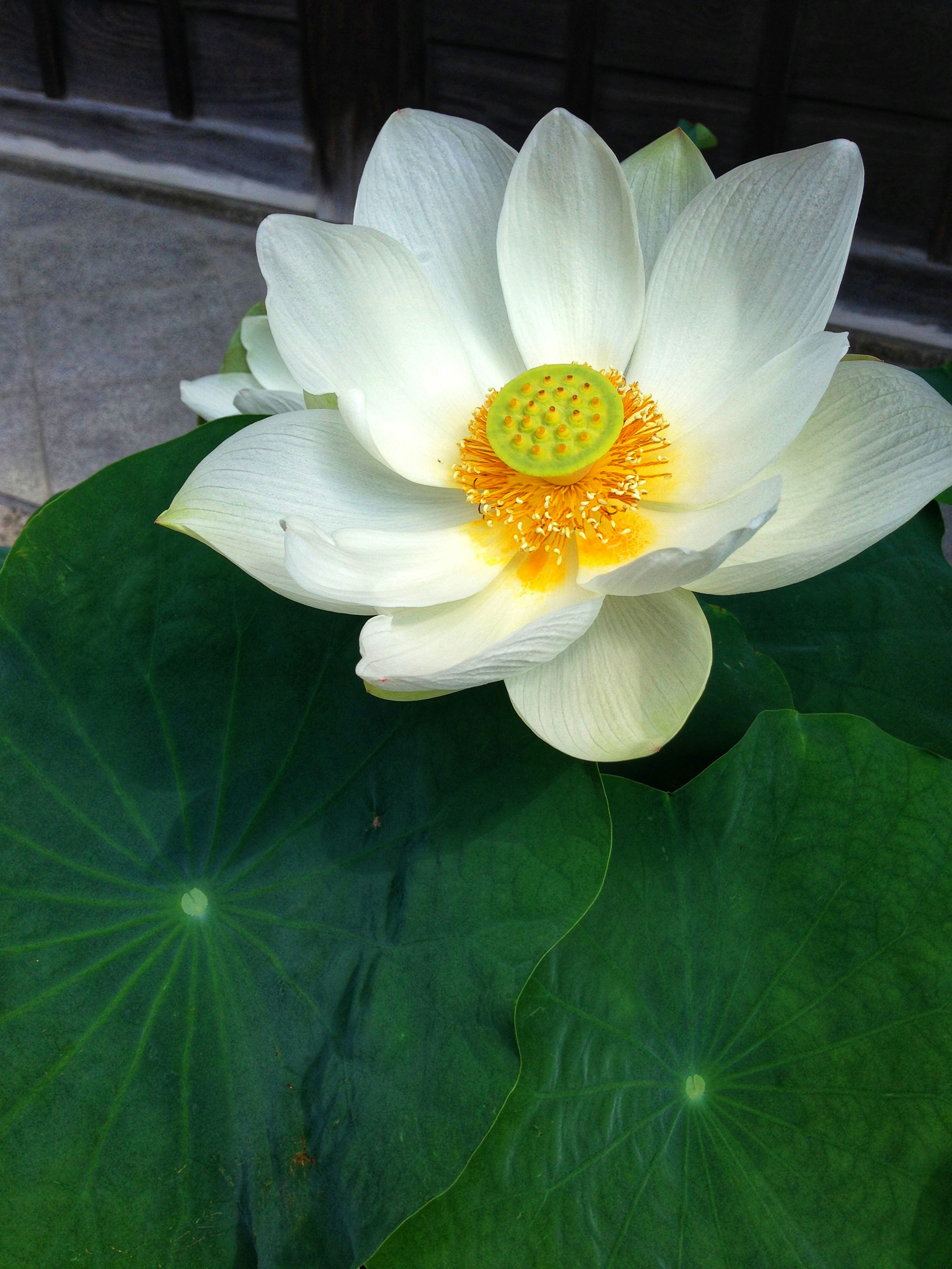 Beautiful white lotus flower blooming with green leaves