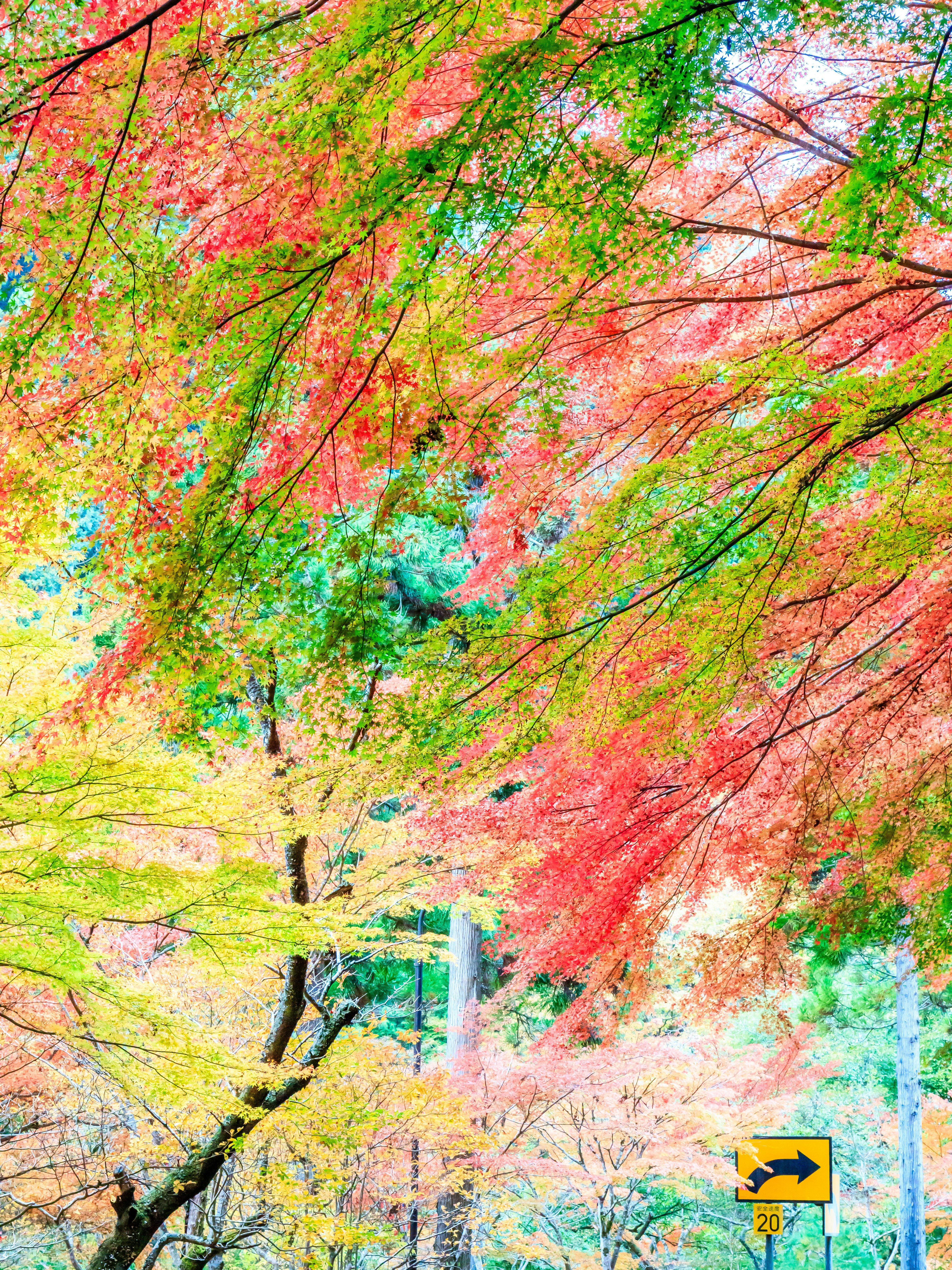 色とりどりの葉が茂る木々の下にある道標のある風景