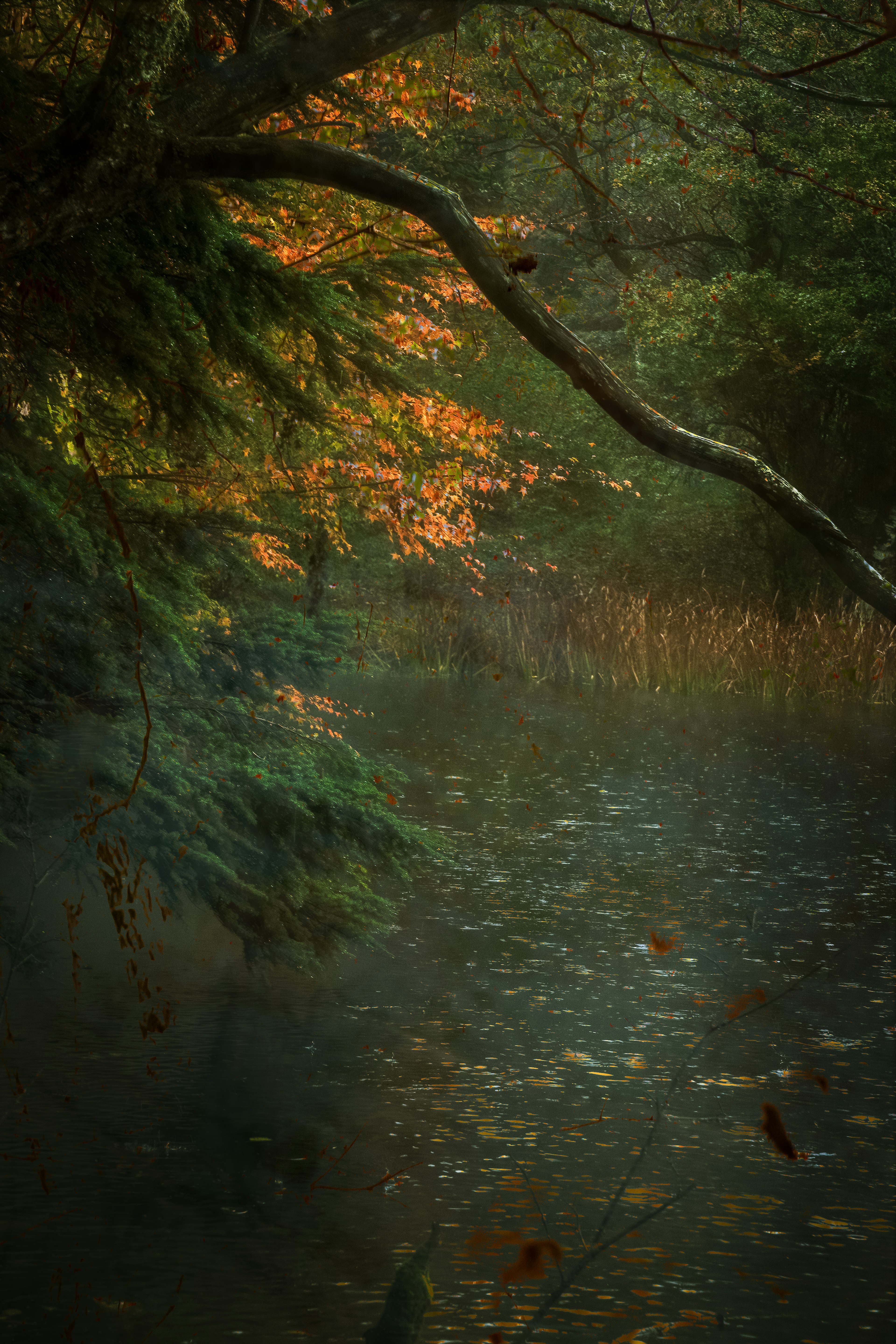 Ruhige Wasseroberfläche, die herbstliches Laub und neblige Landschaft reflektiert