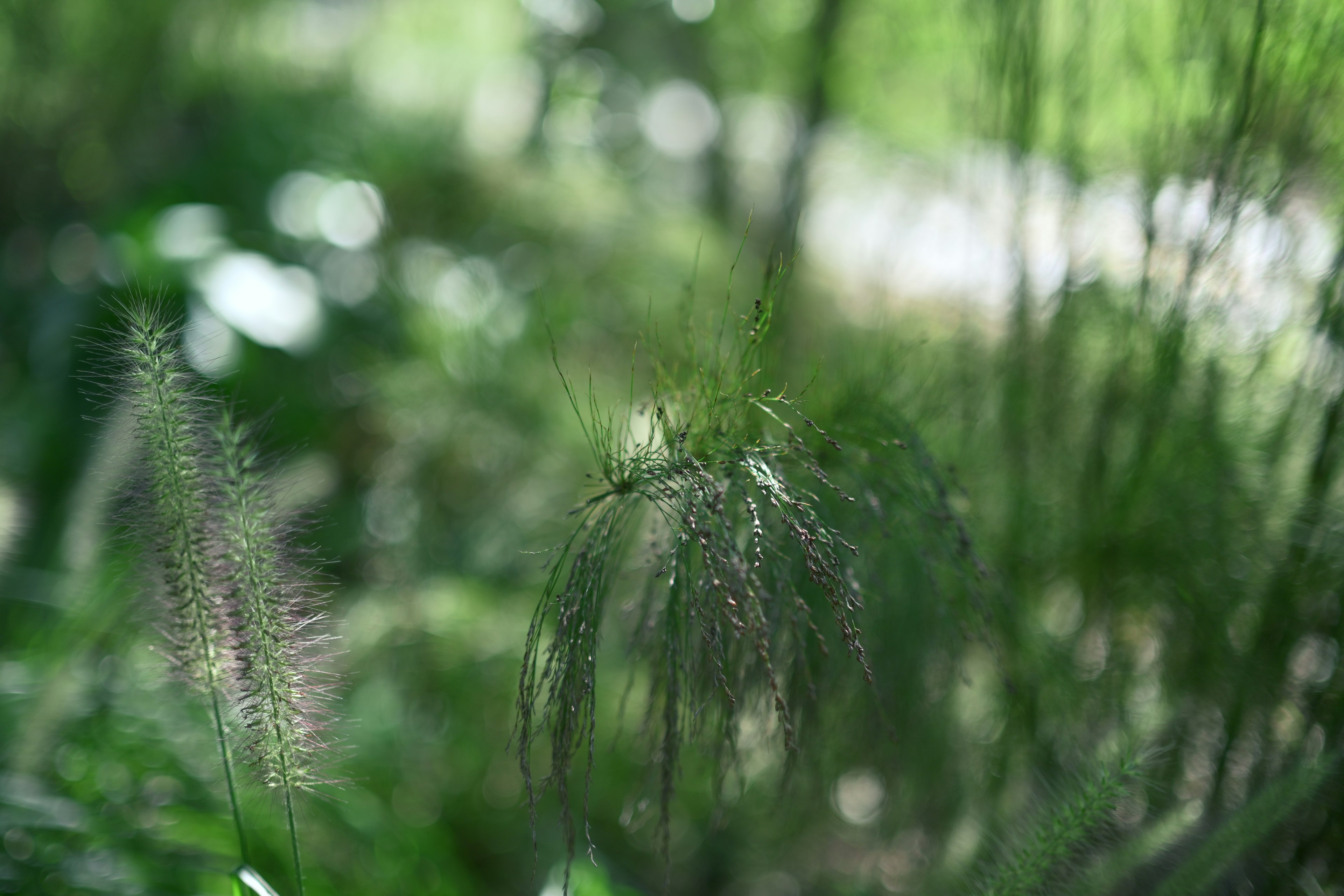 緑の背景にぼんやりした草の穂先が見える風景