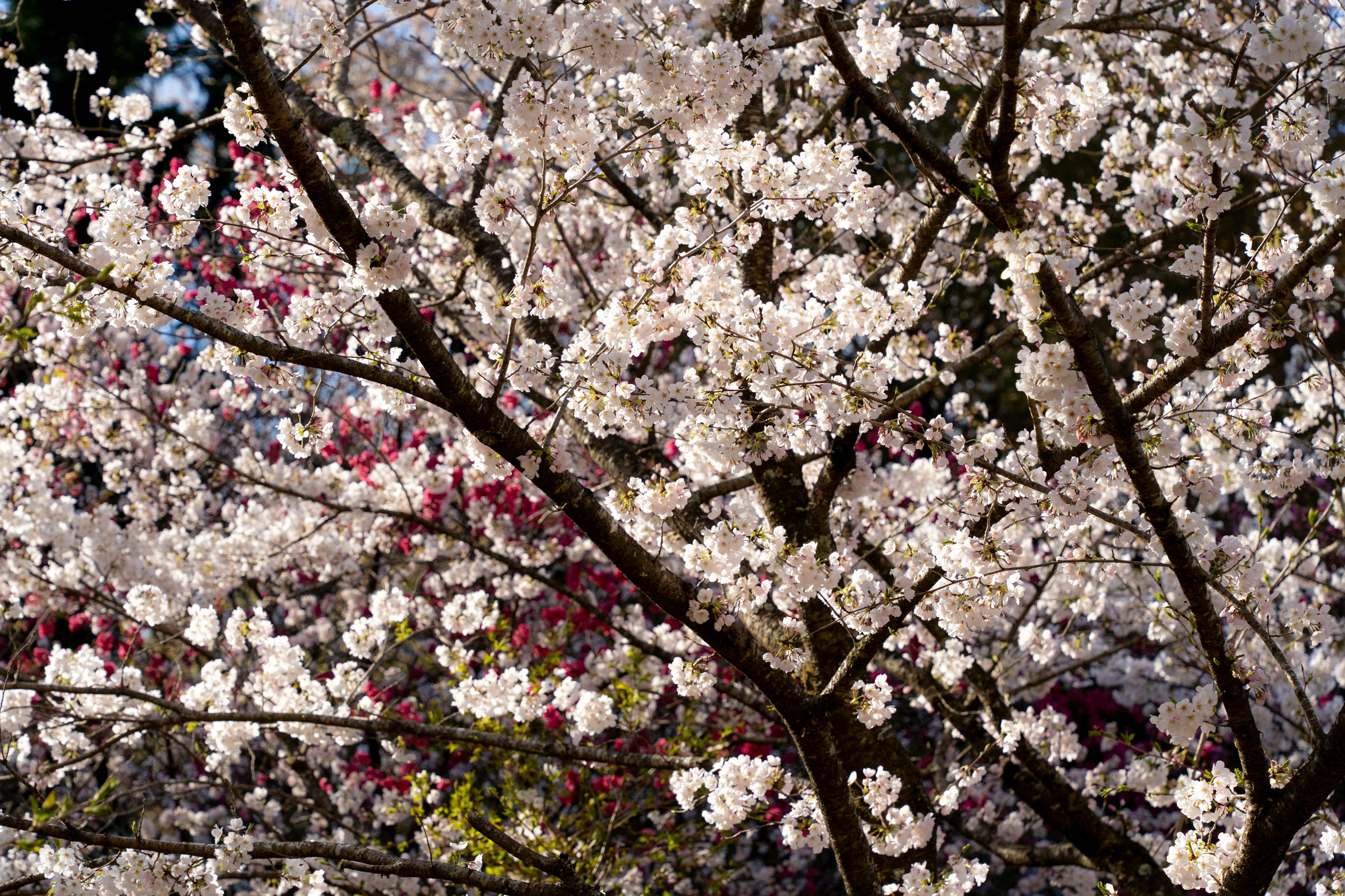 Acercamiento a ramas de cerezo en plena floración