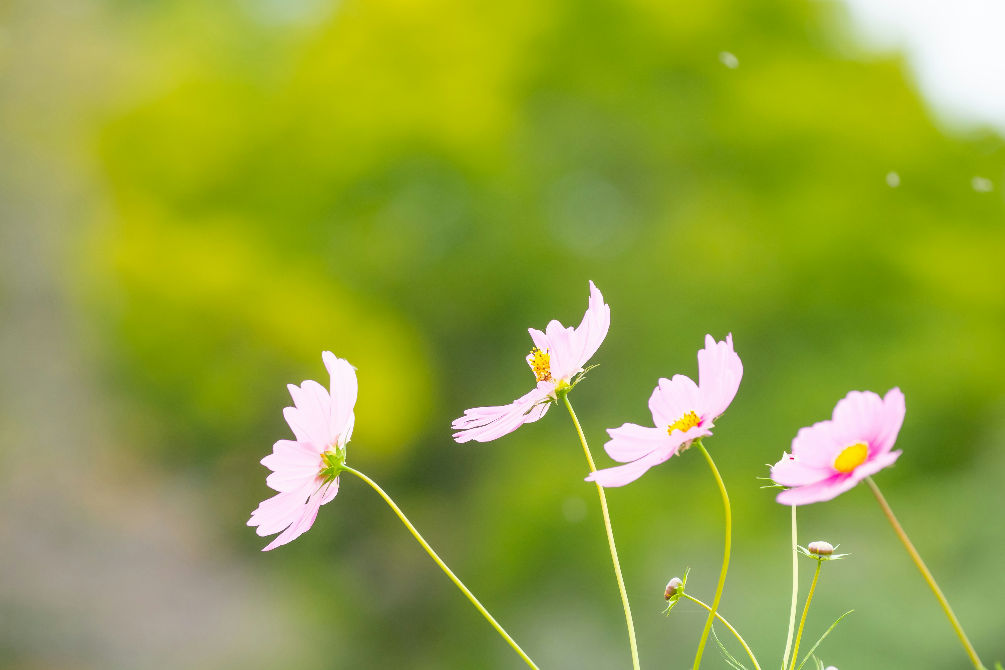 ดอกไม้สีชมพูอ่อนบนพื้นหลังสีเขียวสดใส