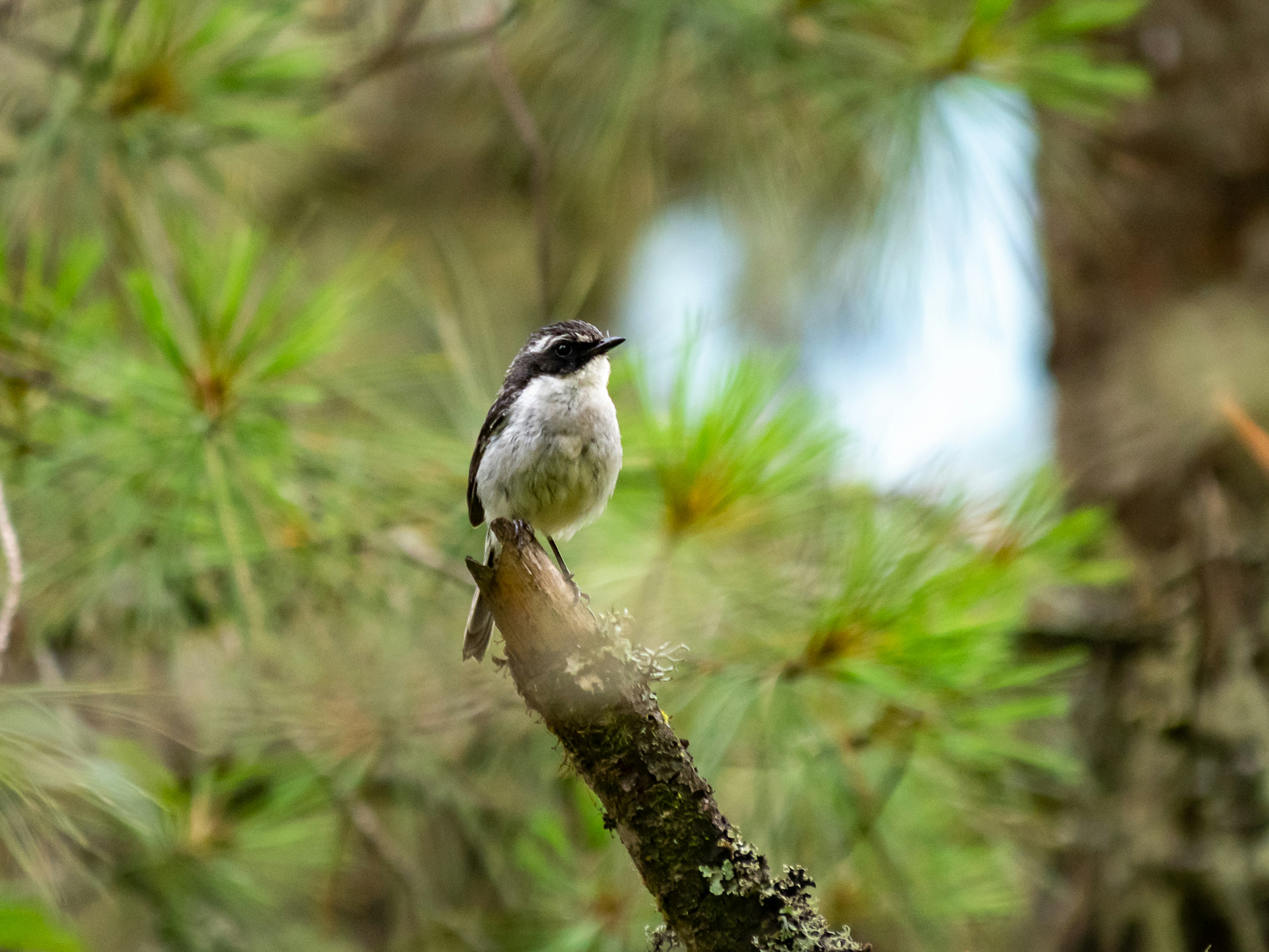 小さな鳥が緑の木の枝に止まっている