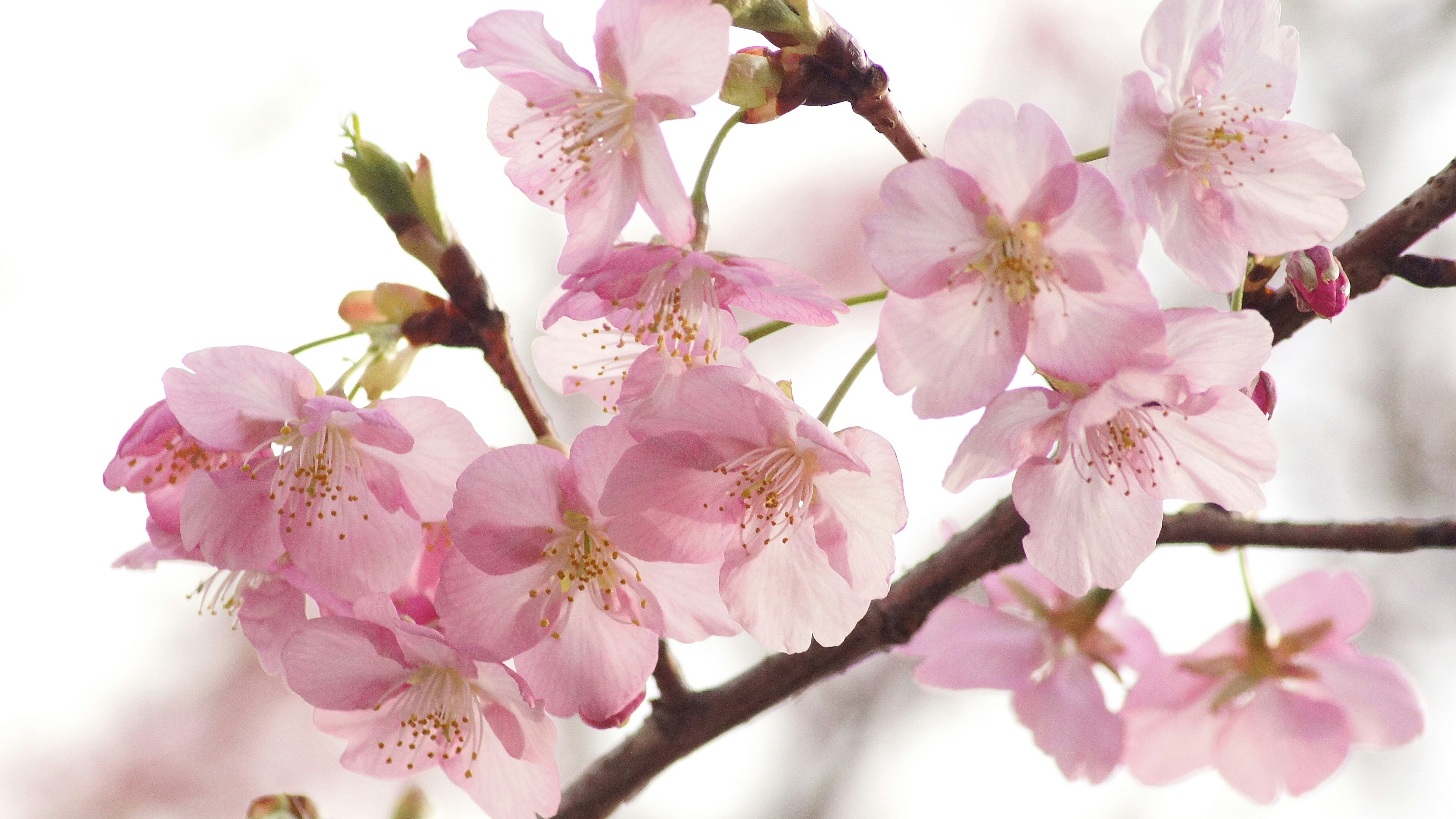 Kedekatan bunga sakura di cabang