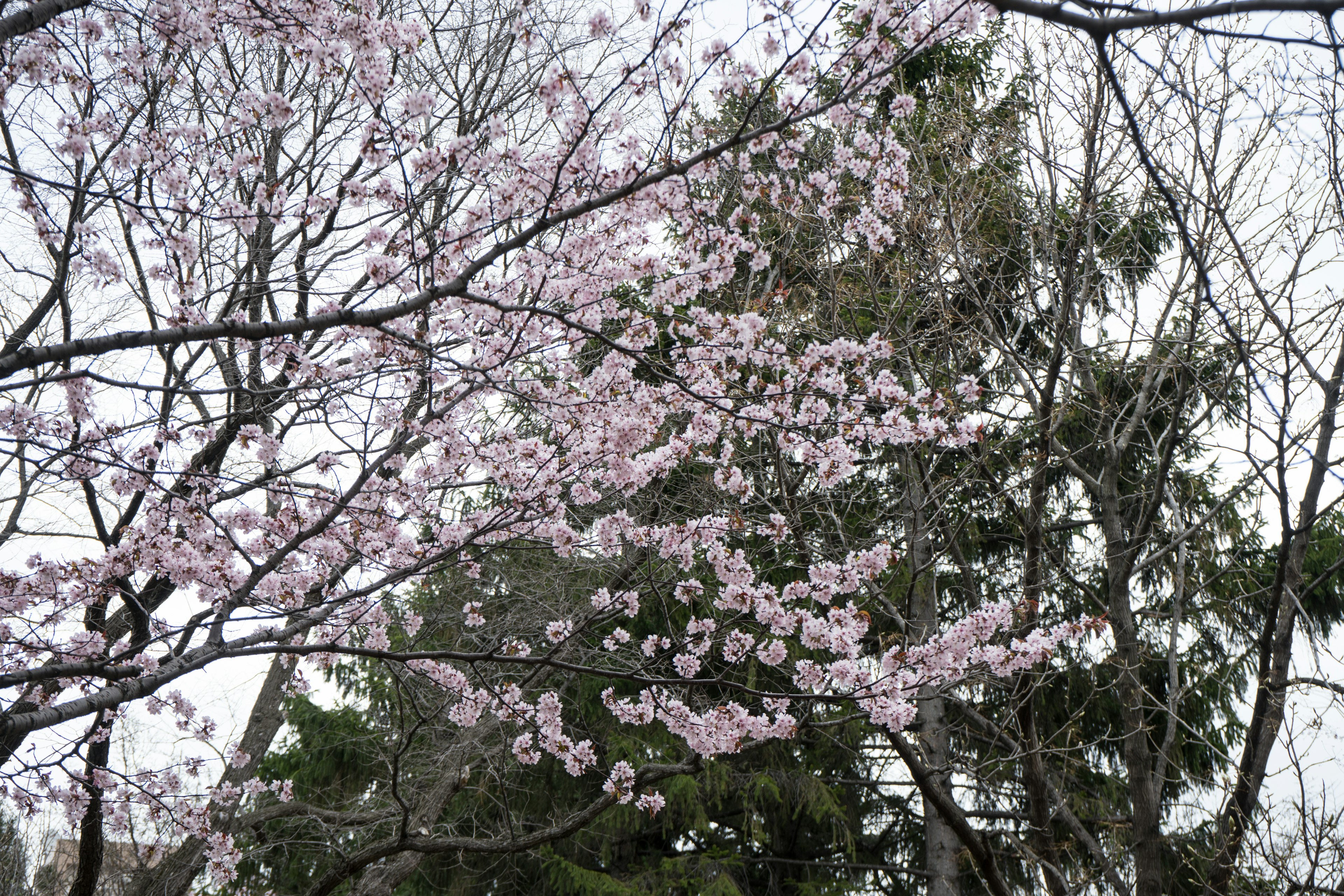 桜の花が咲いている木の枝と背景の緑の木々