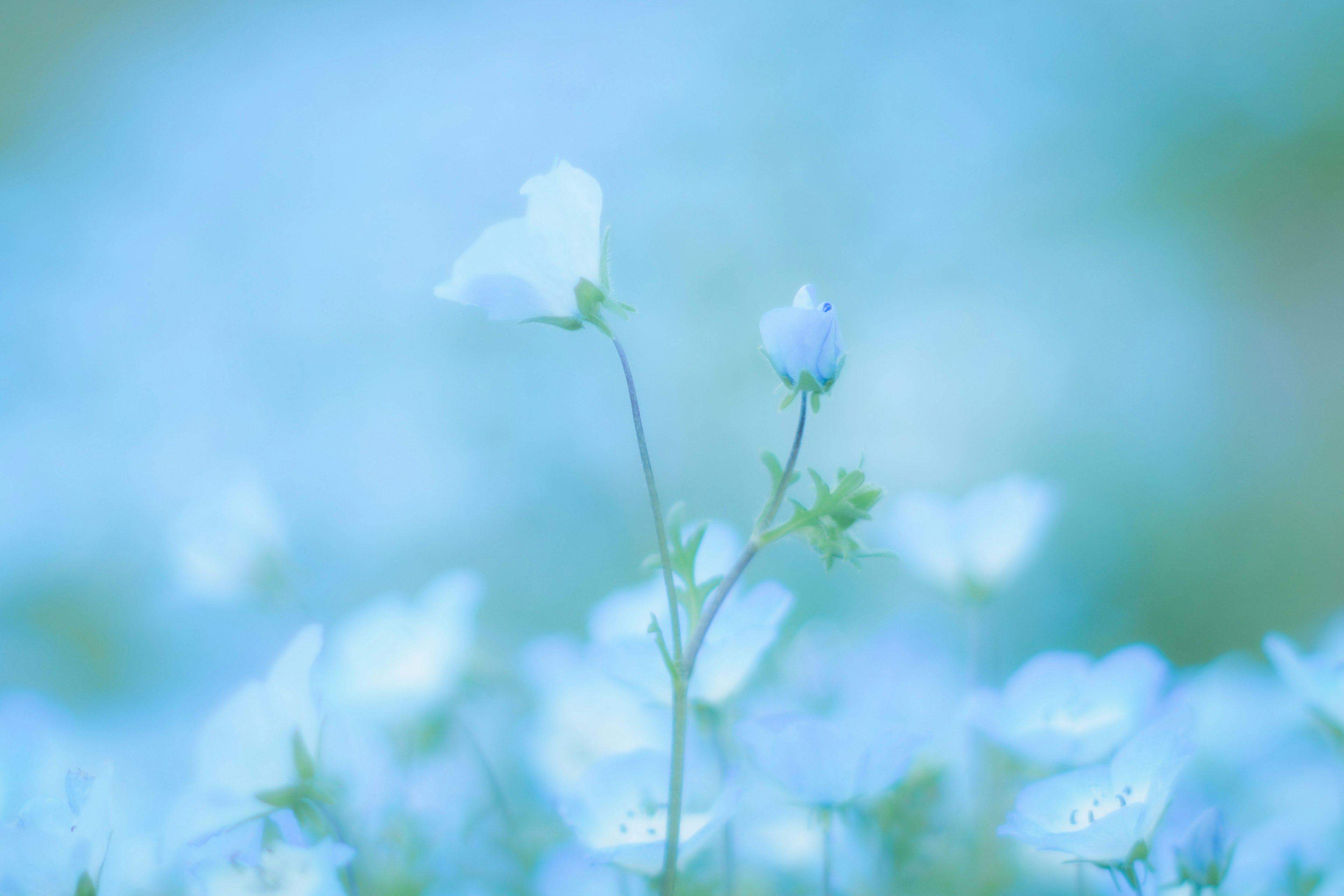 青い花が咲いている風景のぼかし効果がかかった写真