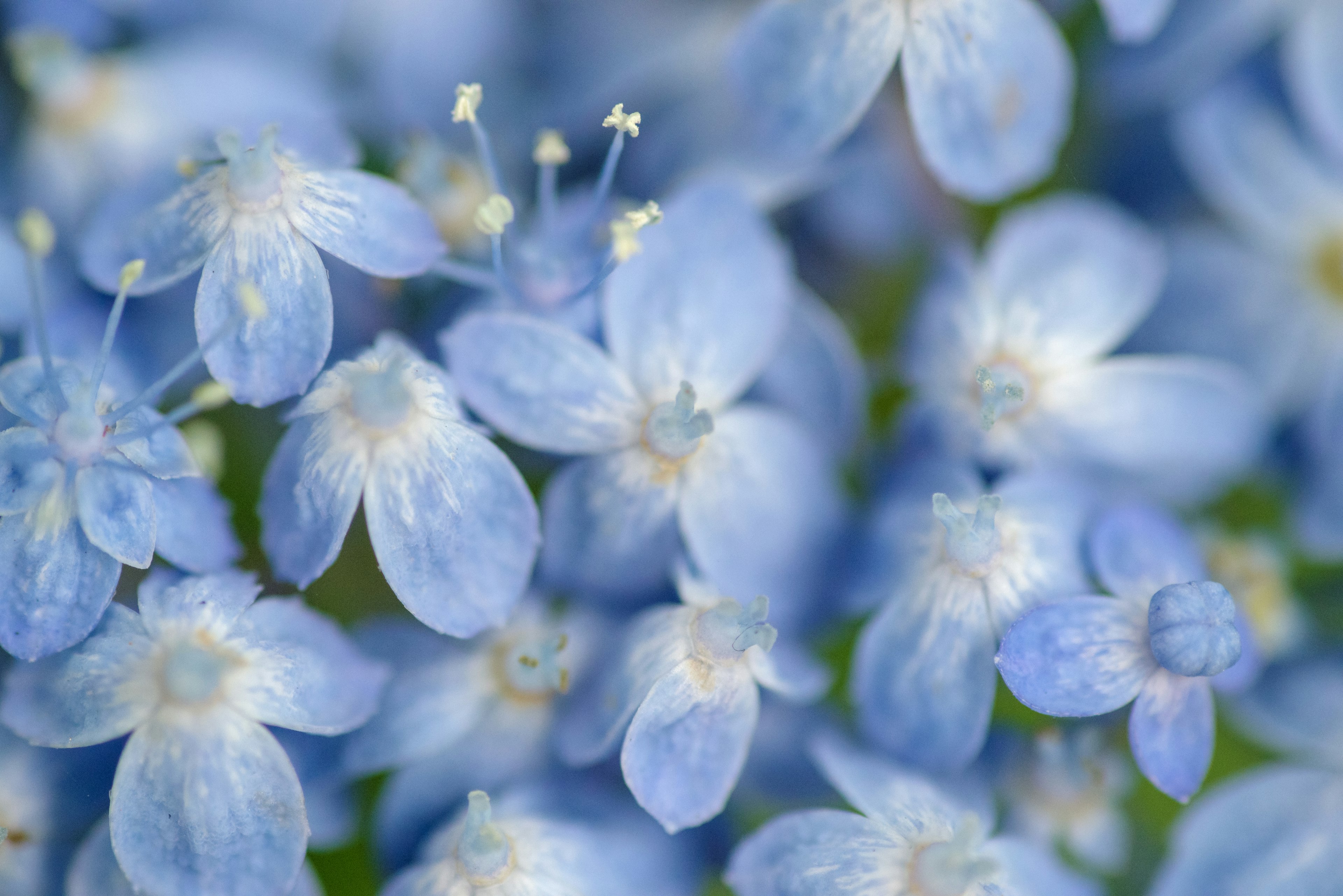 Hermosa imagen en primer plano de pequeñas flores azules agrupadas