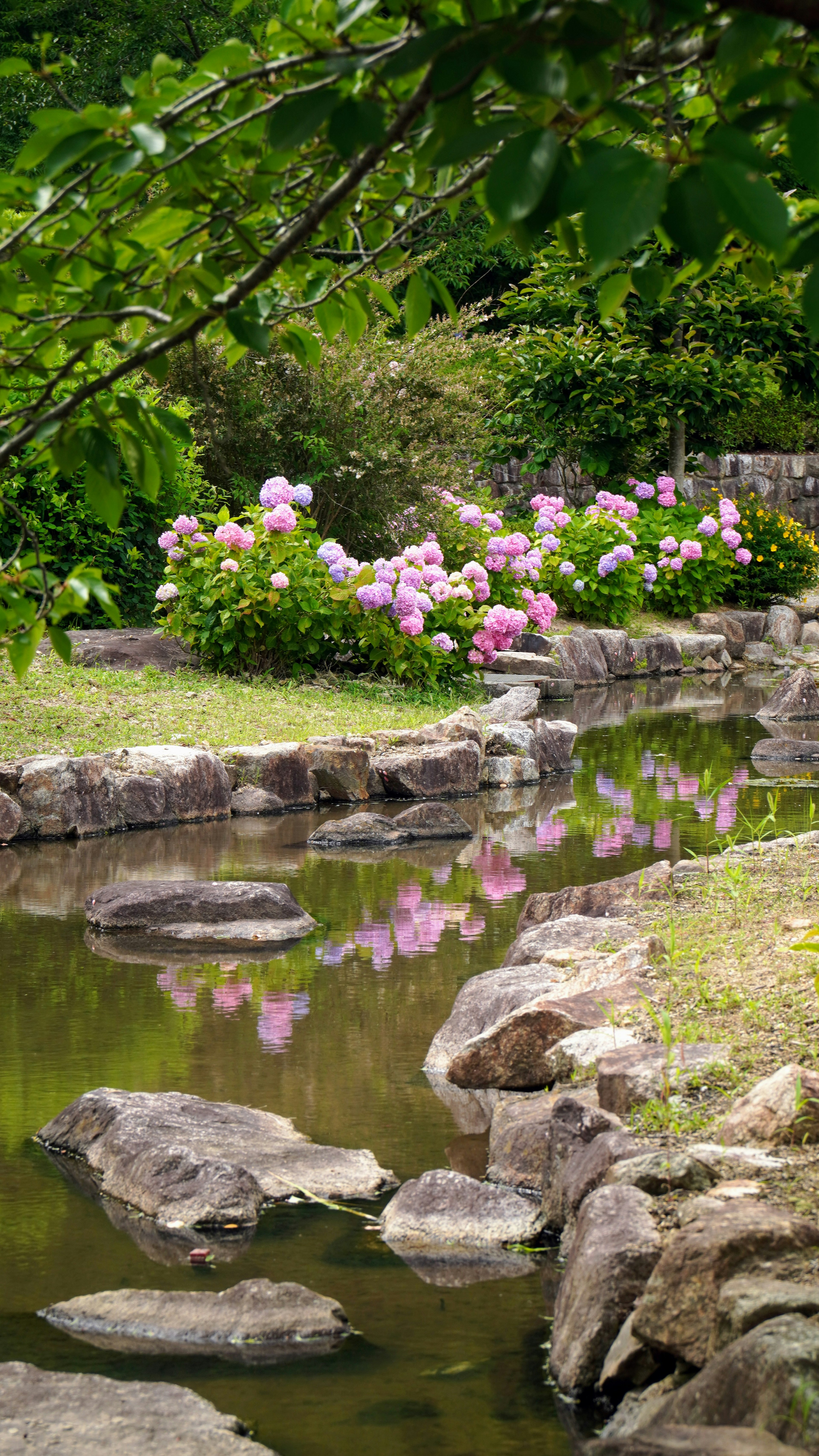 宁静的花园场景，池塘和盛开的粉色花朵