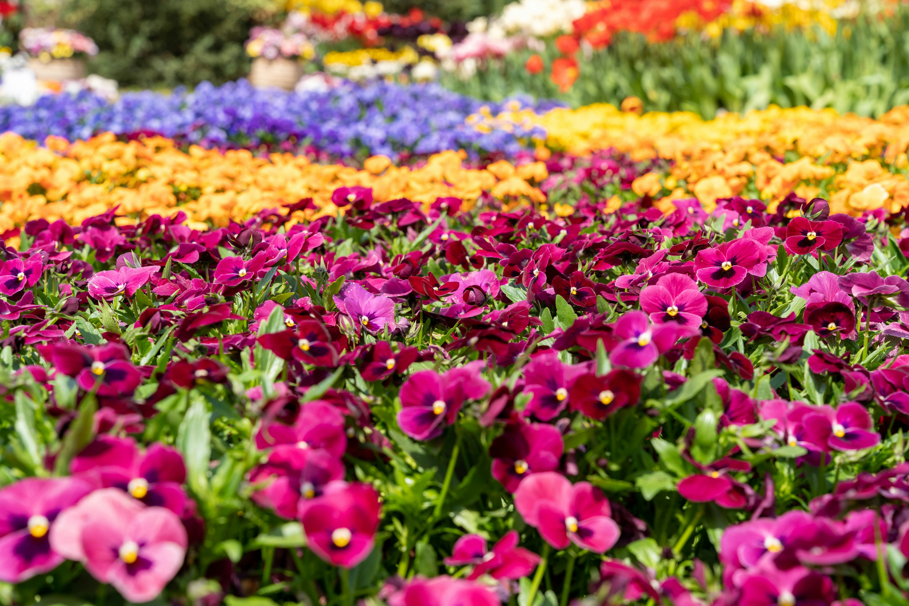 Giardino fiorito colorato con prime pansèe viola