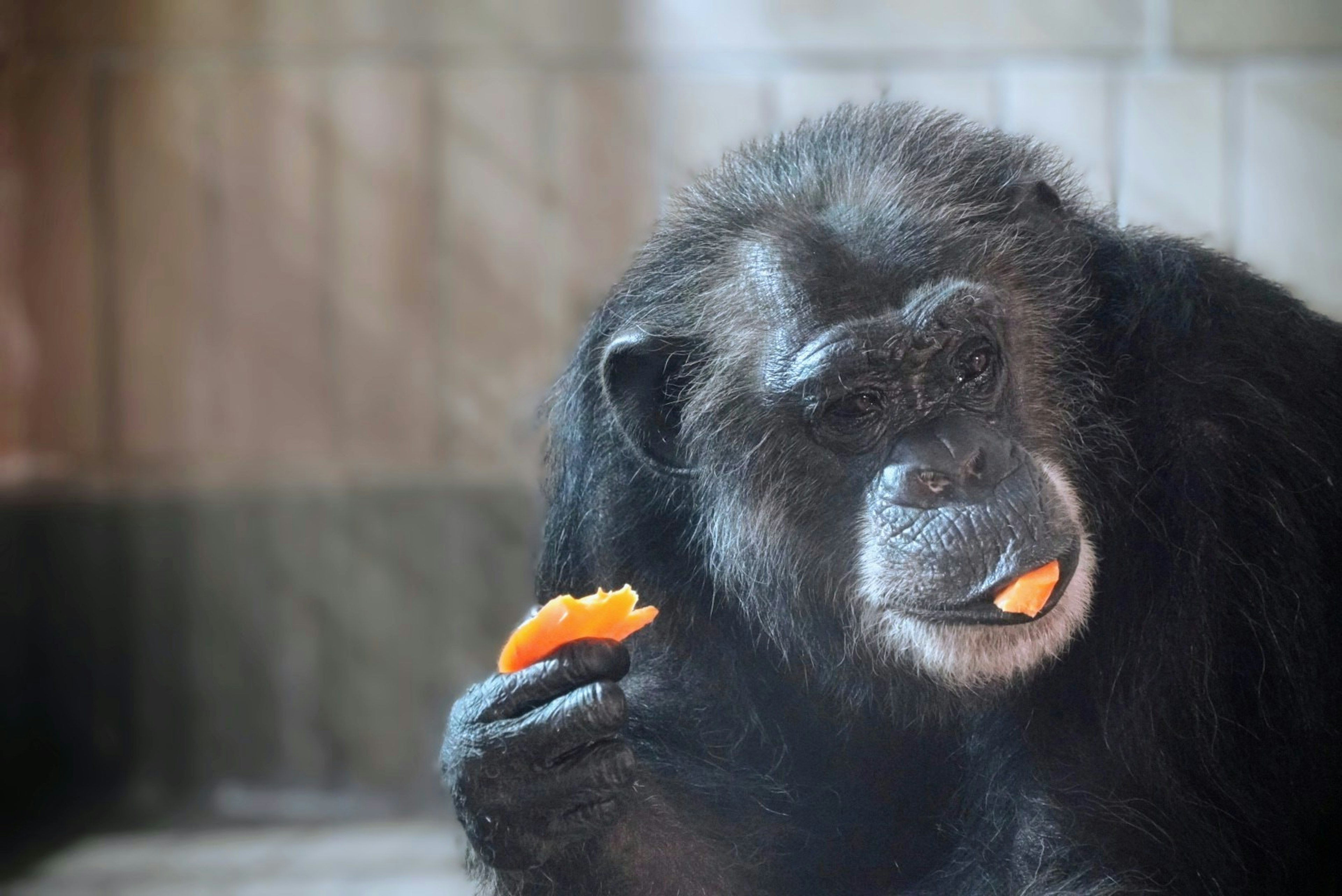 Primo piano di una scimmia nera che mangia un pezzo di frutta