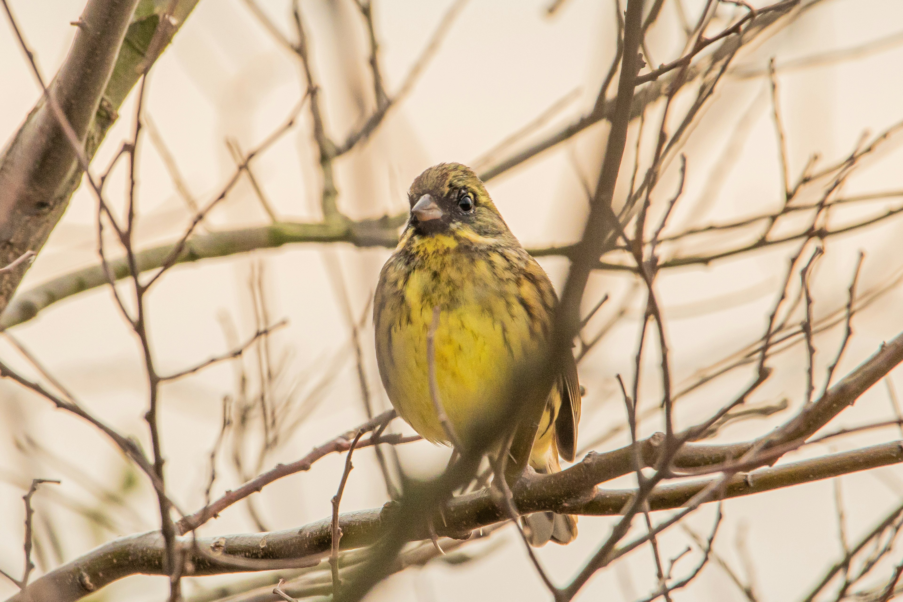 Close-up burung kuning bertengger di cabang kecil