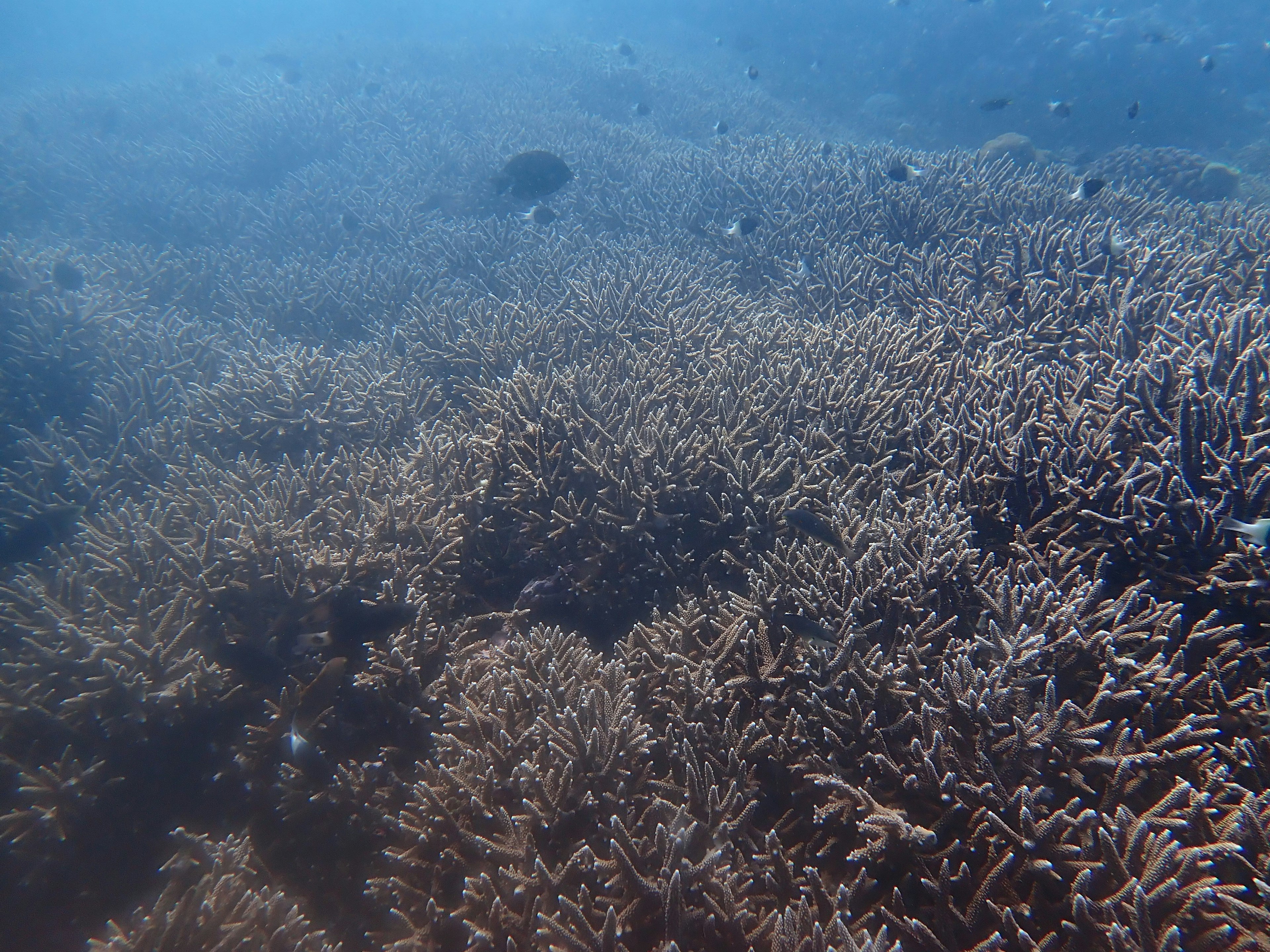 Underwater view of a coral reef with various coral formations