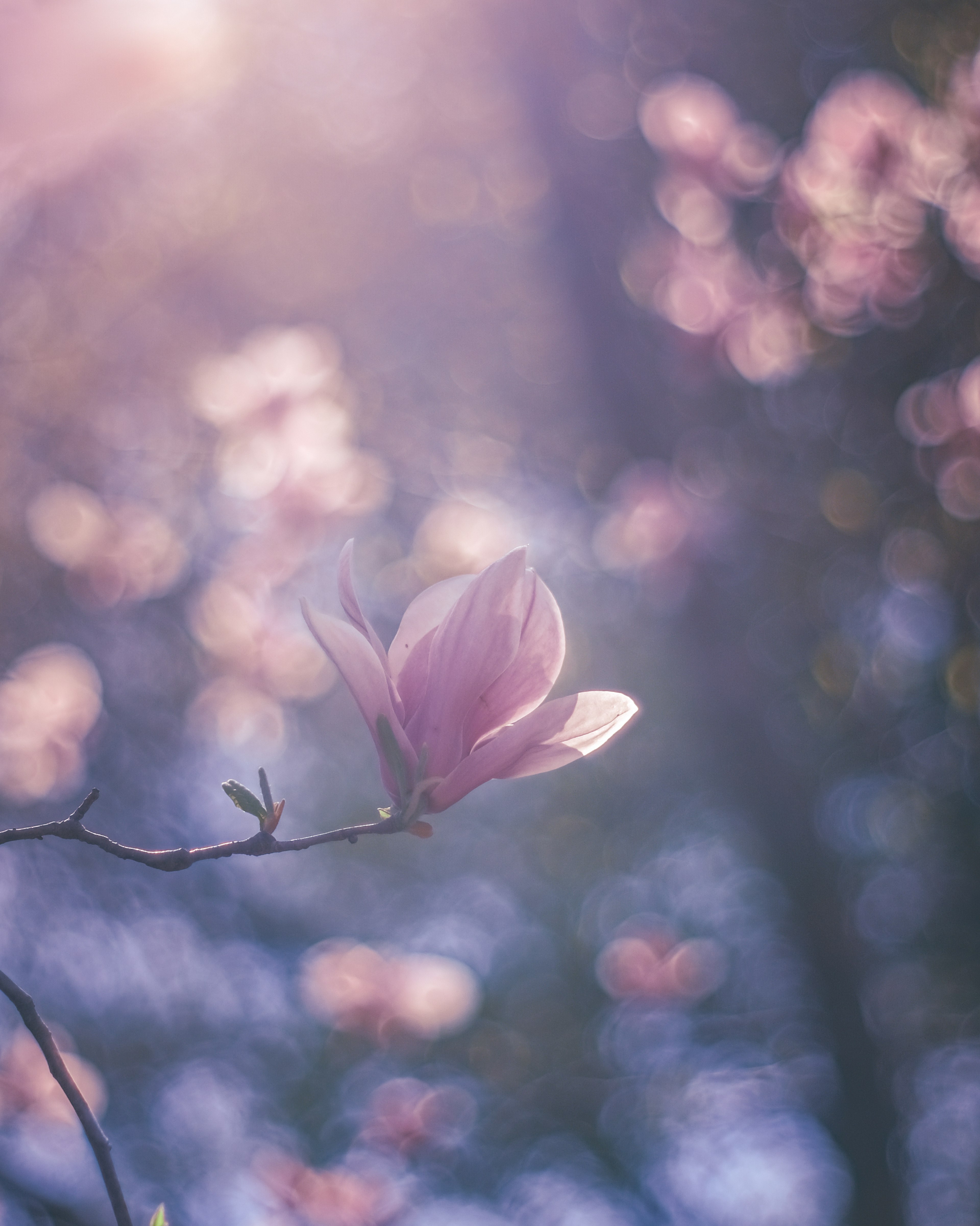 Weiche rosa Magnolienblüte mit verschwommenem blauen Hintergrund