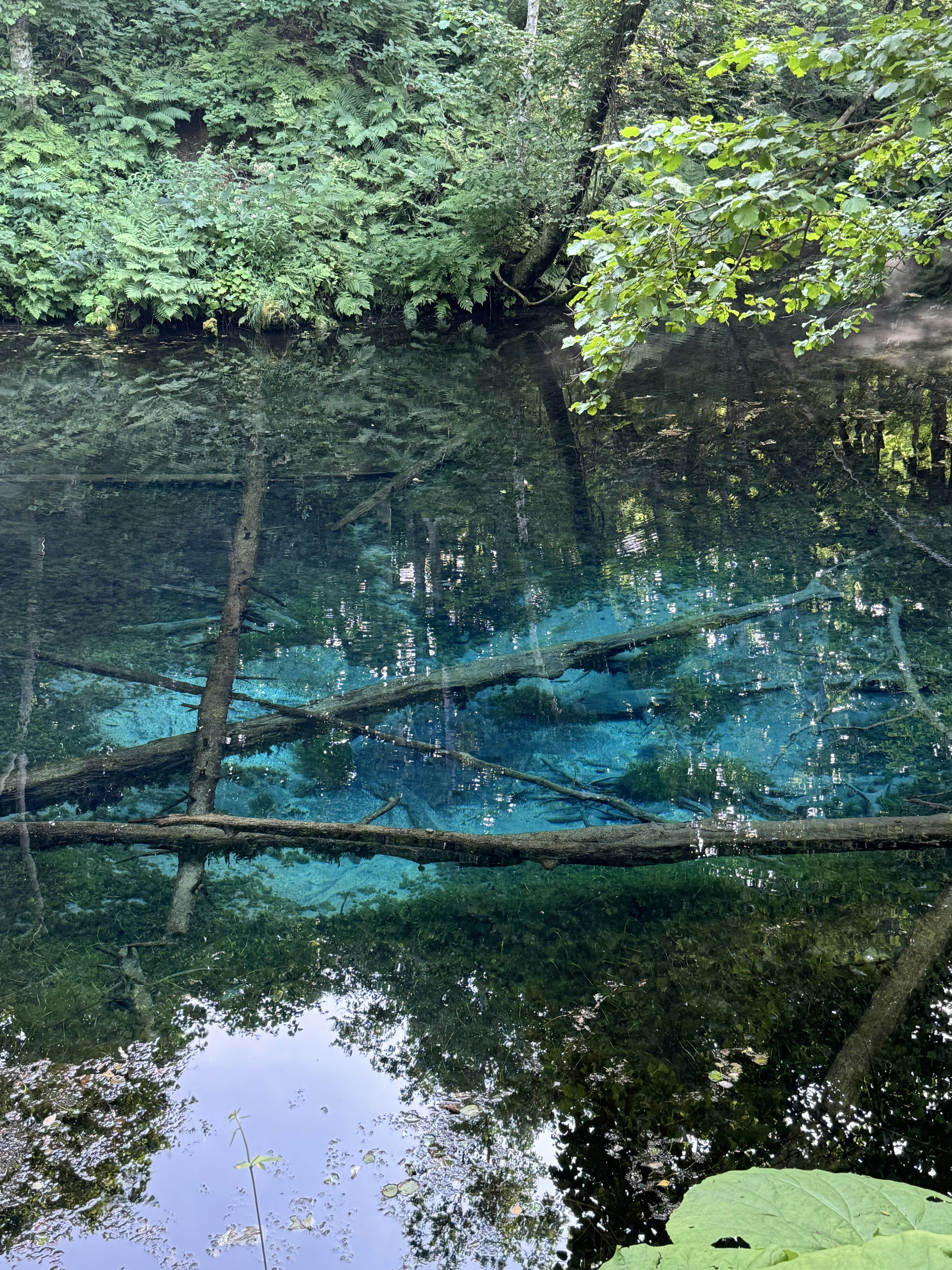 Klares Wasser, das grüne Bäume und blaue Farbtöne spiegelt