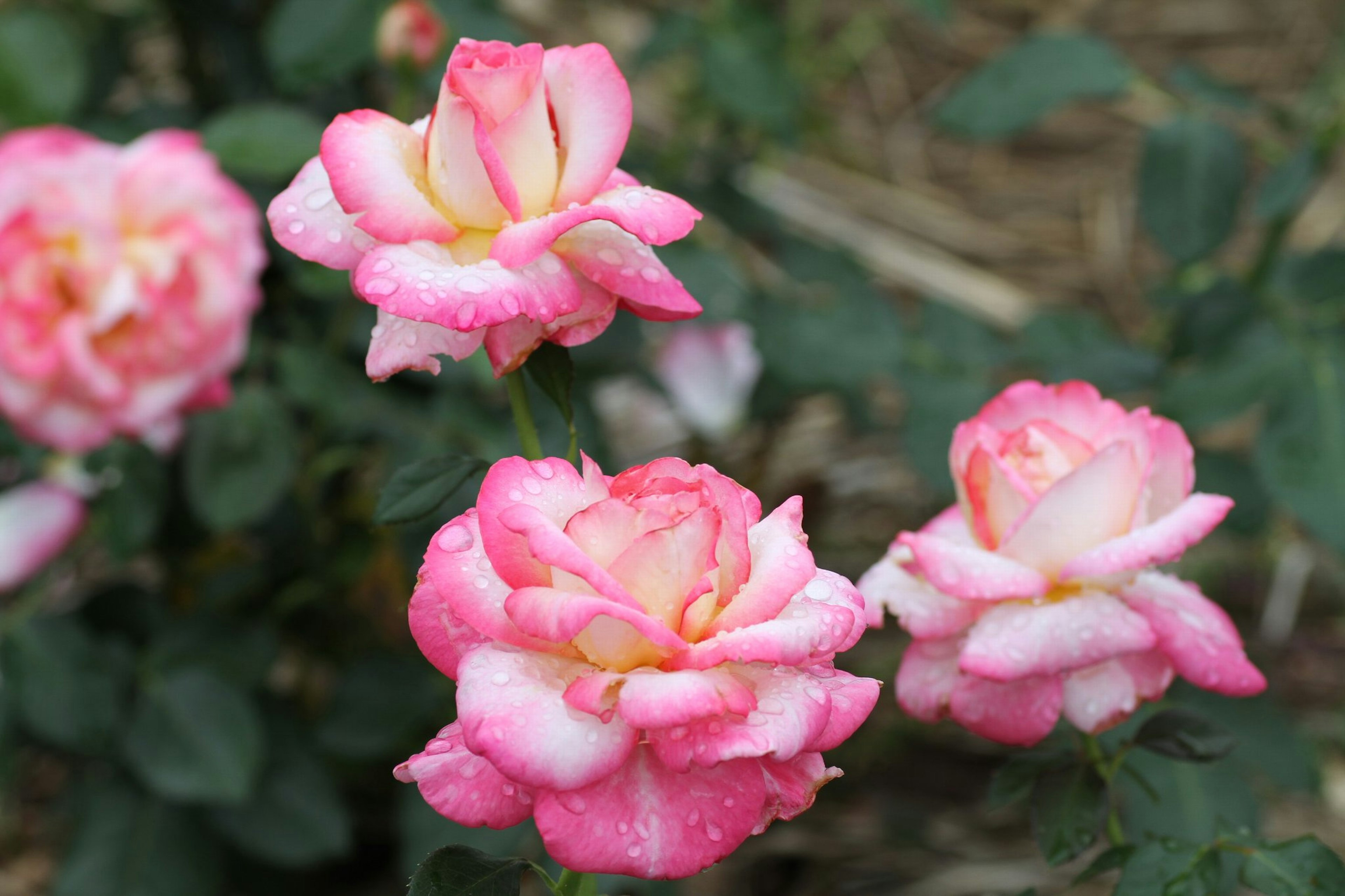 Un gruppo di rose rosa e bianche che fioriscono in un giardino