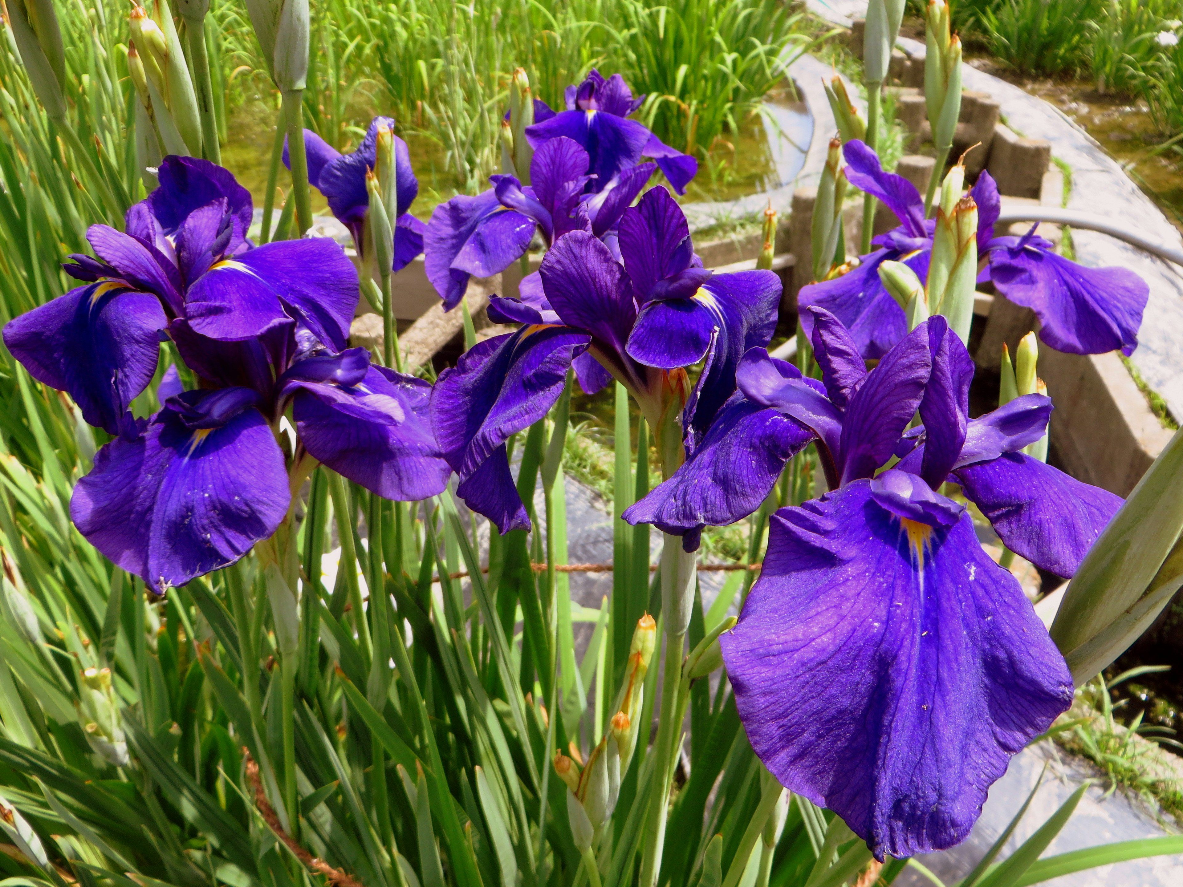 Racimo de flores de iris moradas vibrantes en un jardín