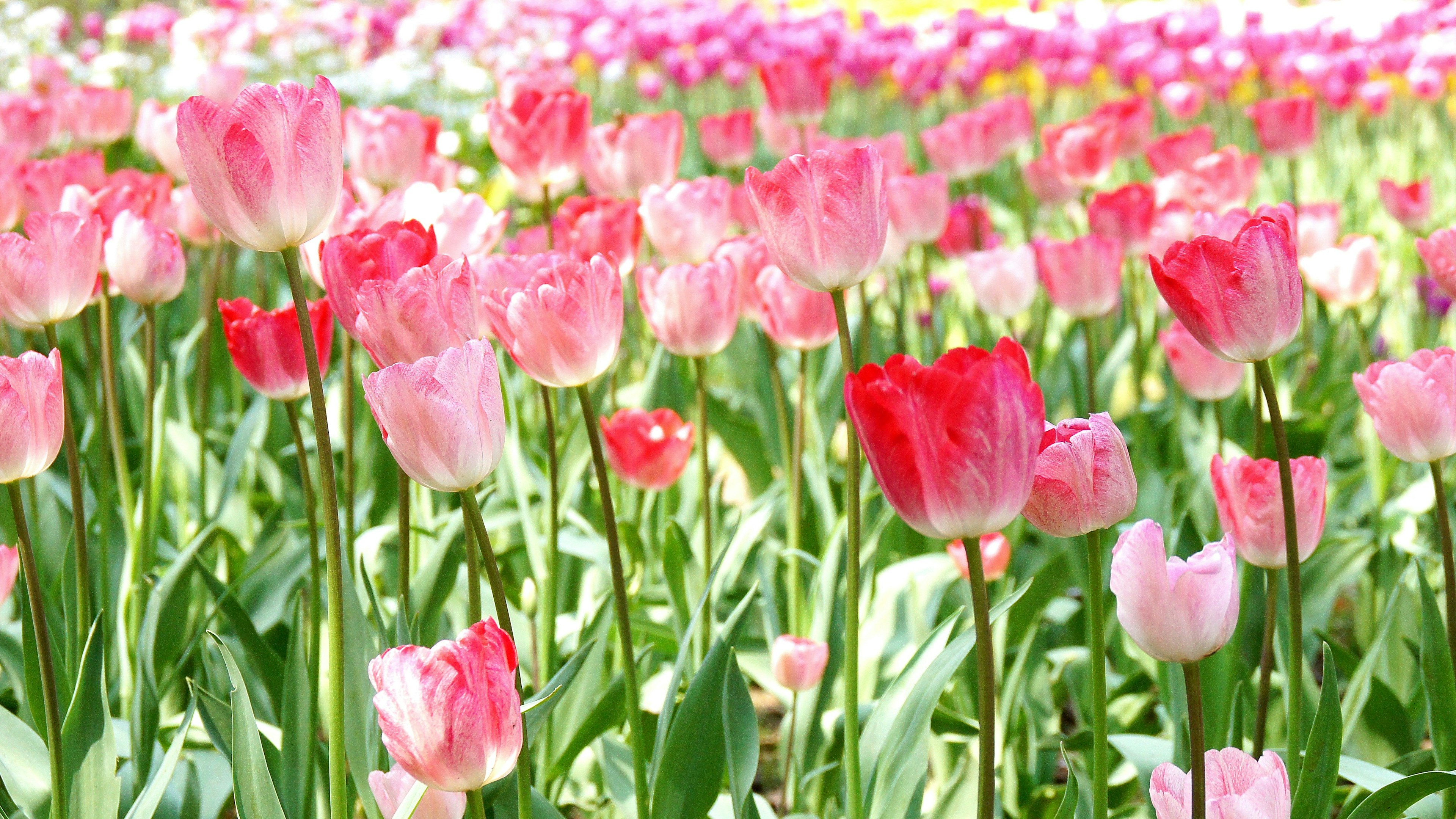 Ladang tulip merah muda yang cerah sedang mekar