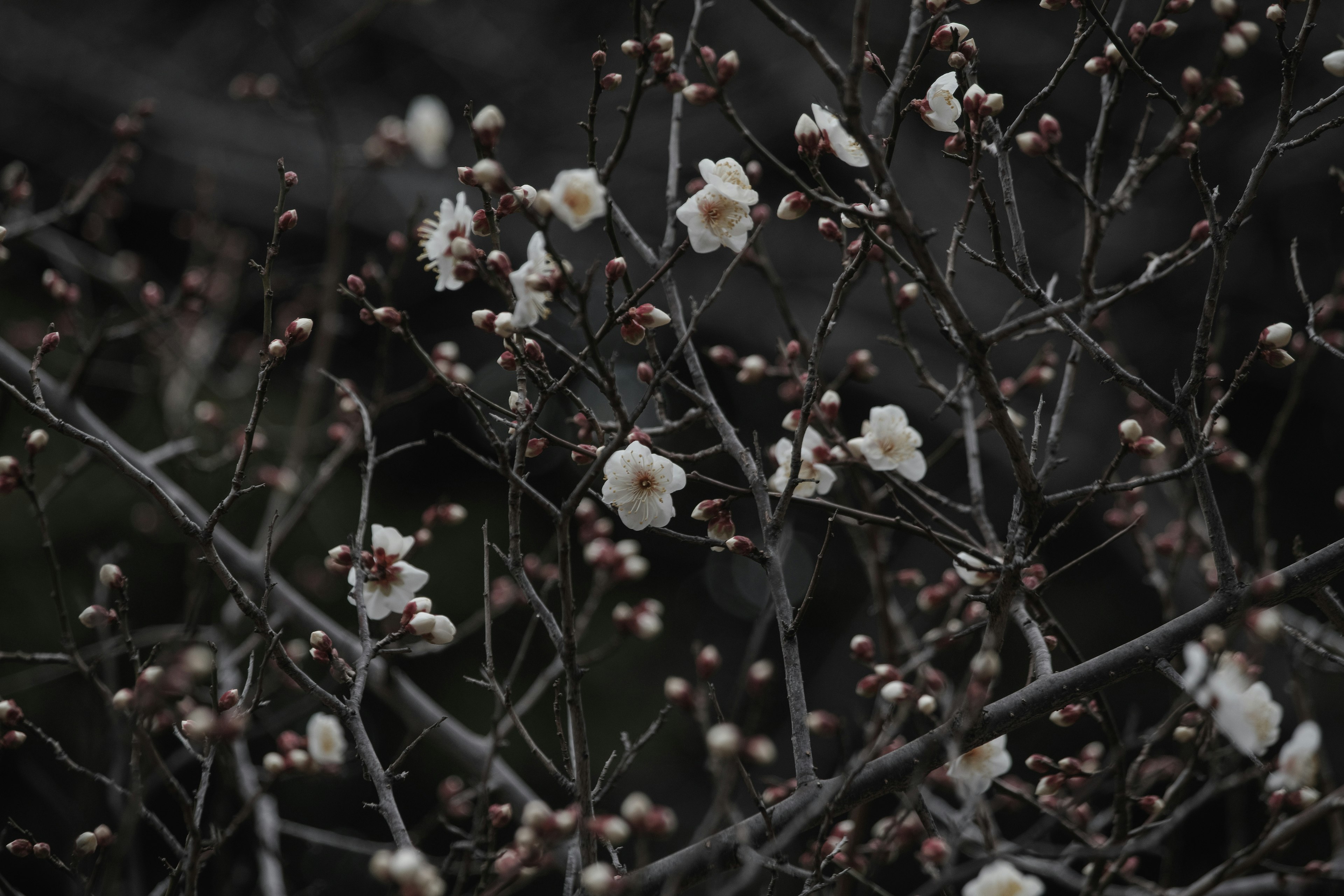 Ramas con flores blancas y brotes sobre un fondo oscuro