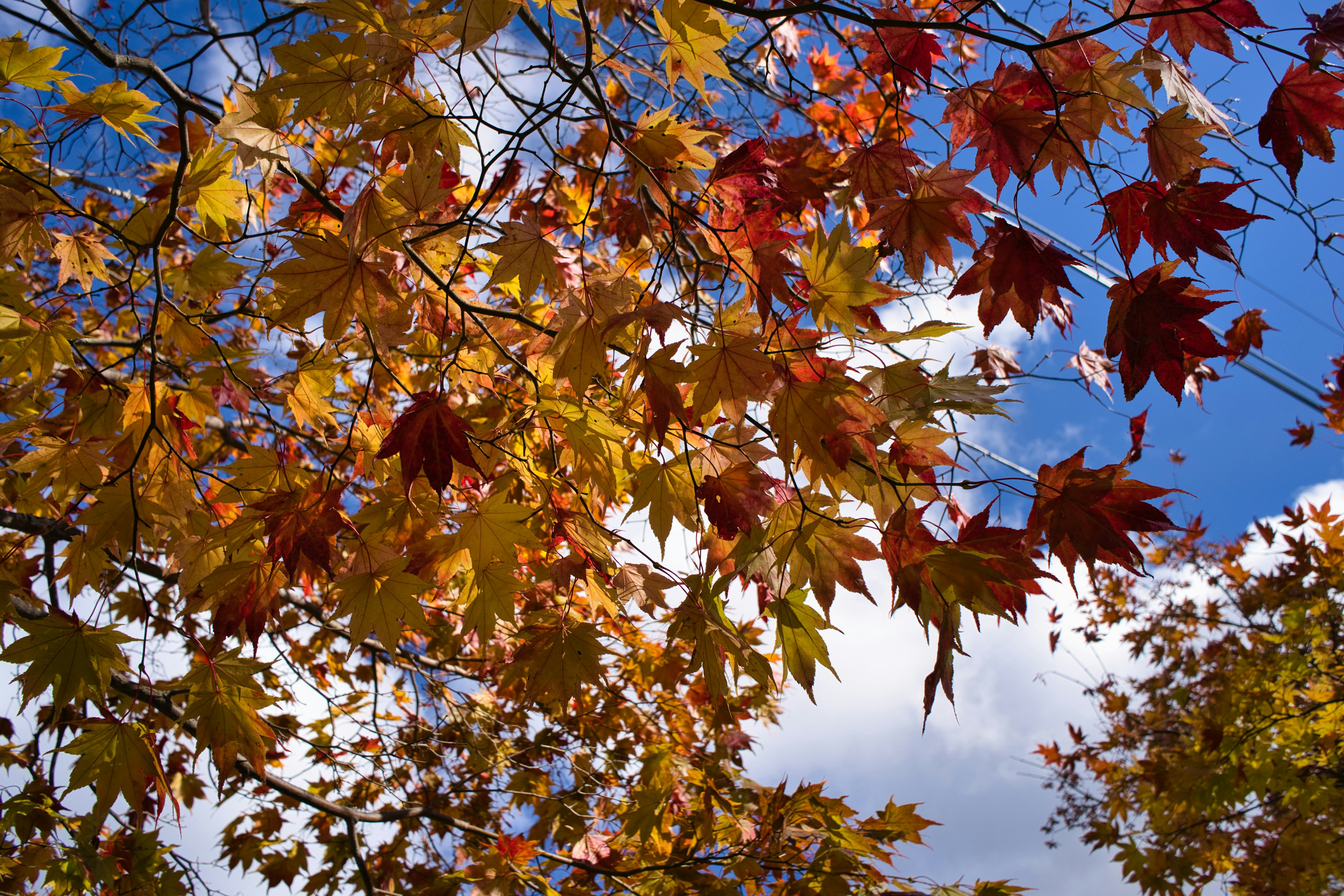 Hojas de otoño en colores vibrantes contra un cielo azul