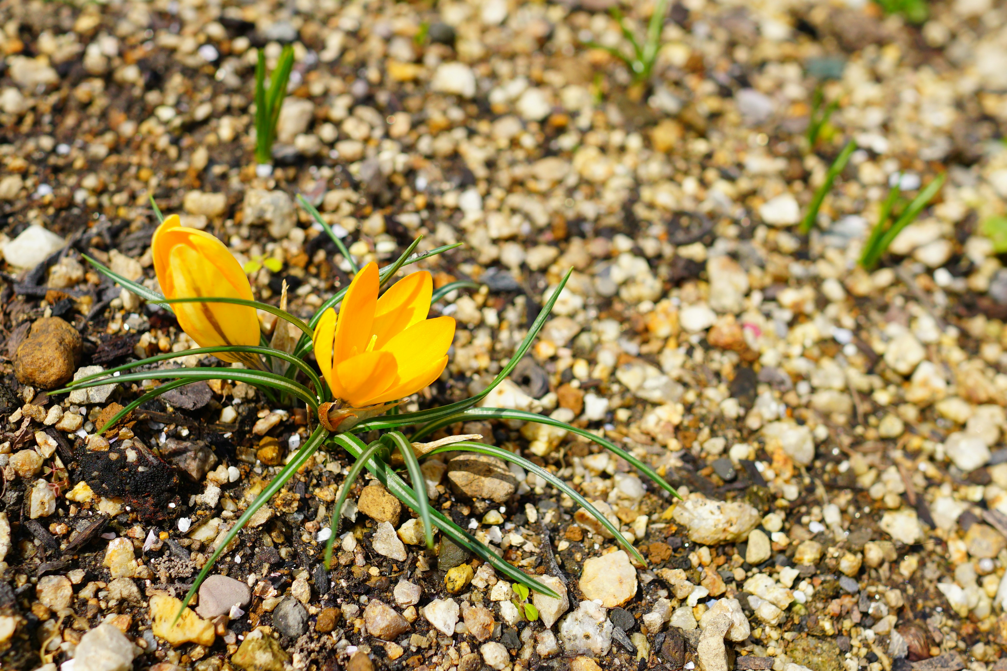 Crocus jaune fleurissant au milieu des gravillons