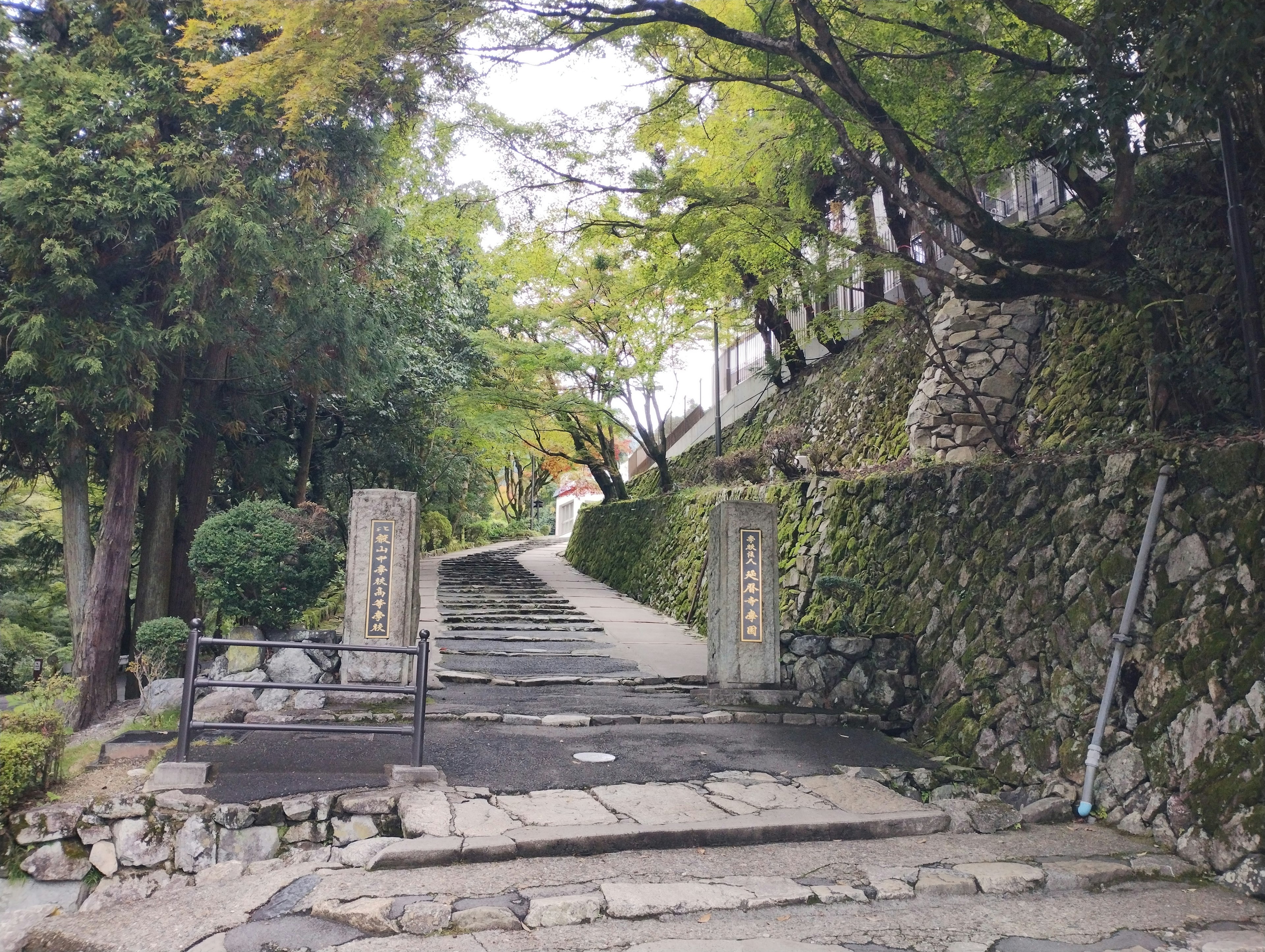 Scenic stone-paved path lined with lush green trees