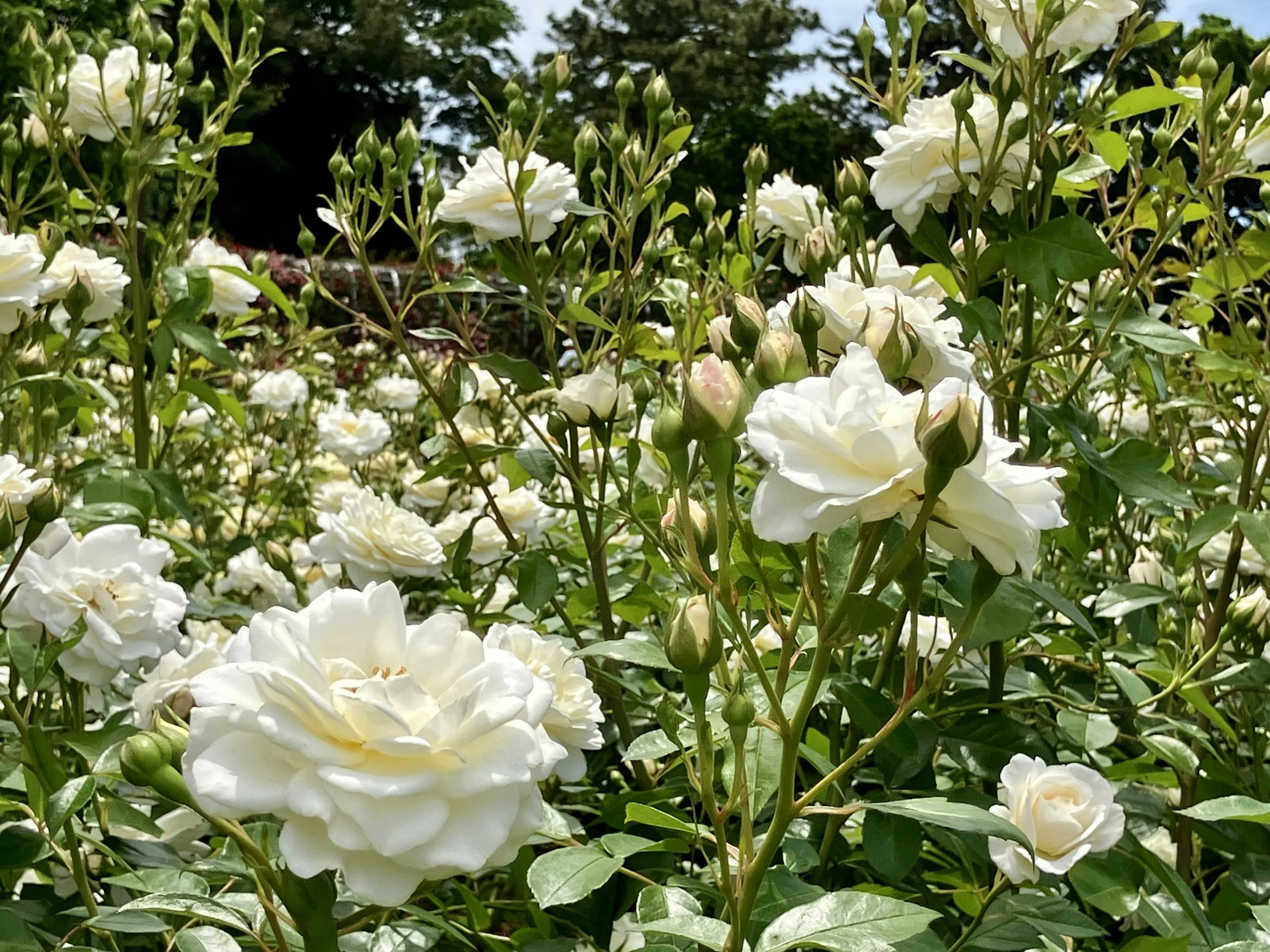 白いバラの花が咲き誇る庭の風景