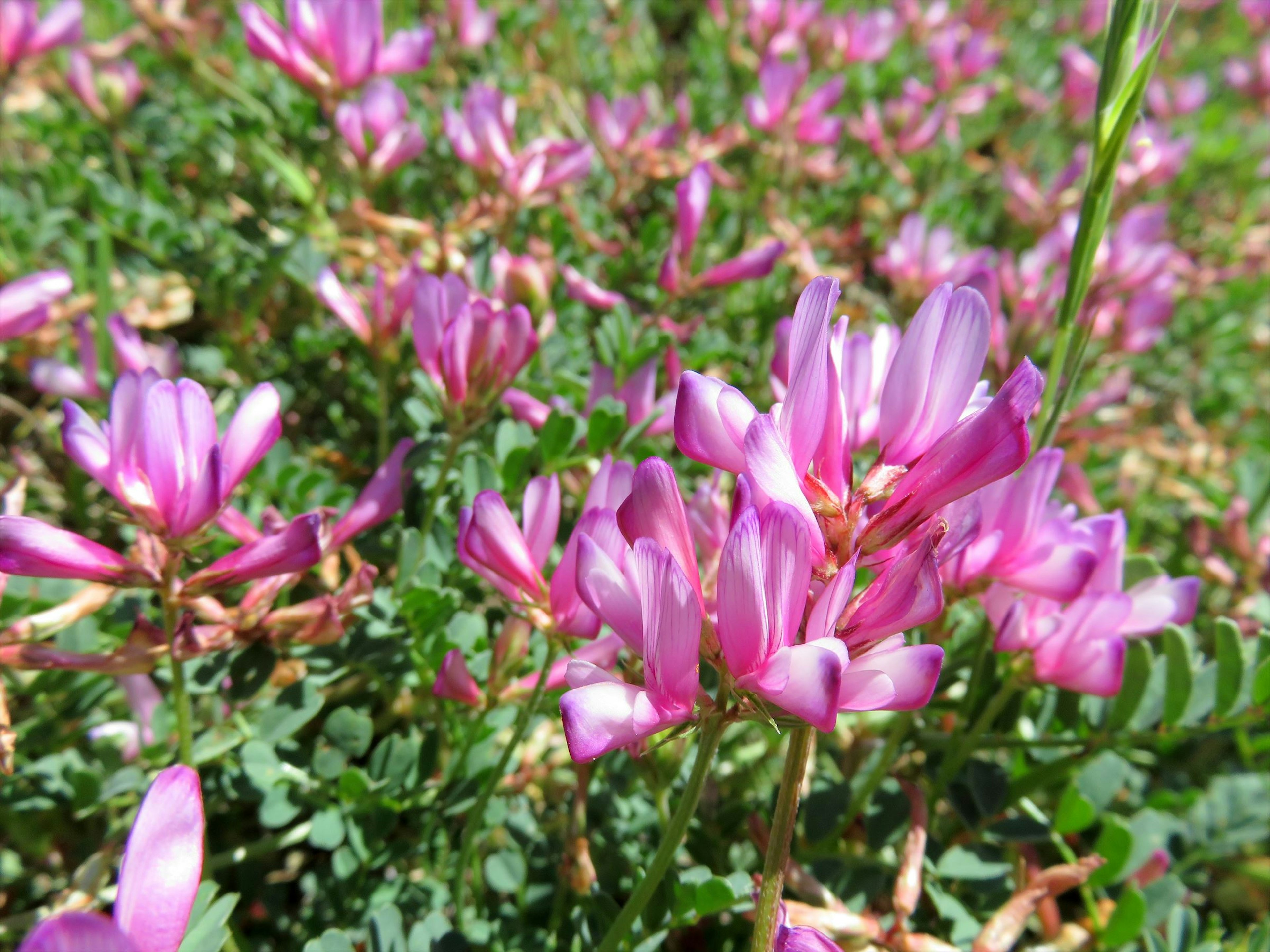 A vibrant display of pink flowers among lush green foliage