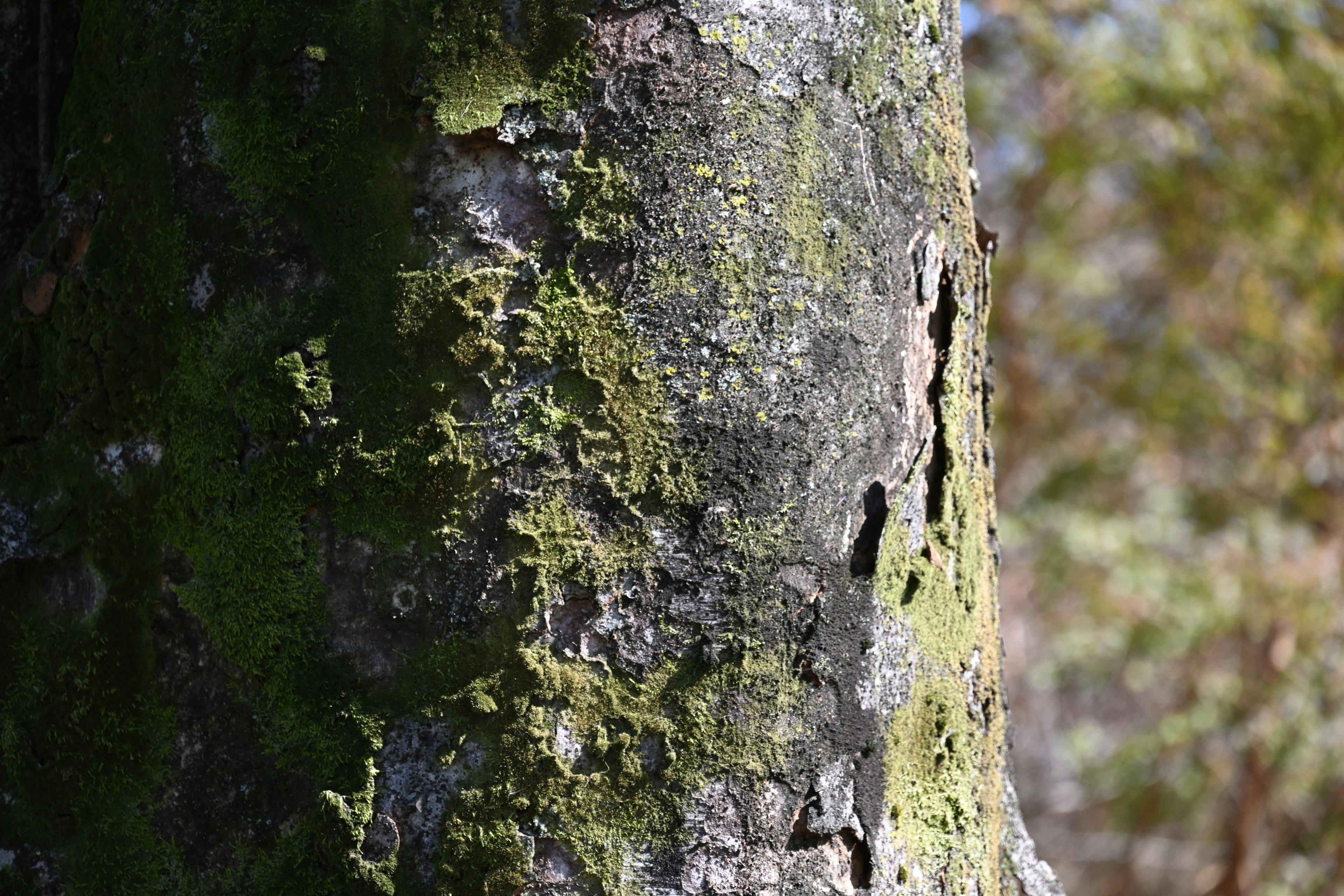 Gros plan sur l'écorce d'un arbre couverte de mousse et de lichen