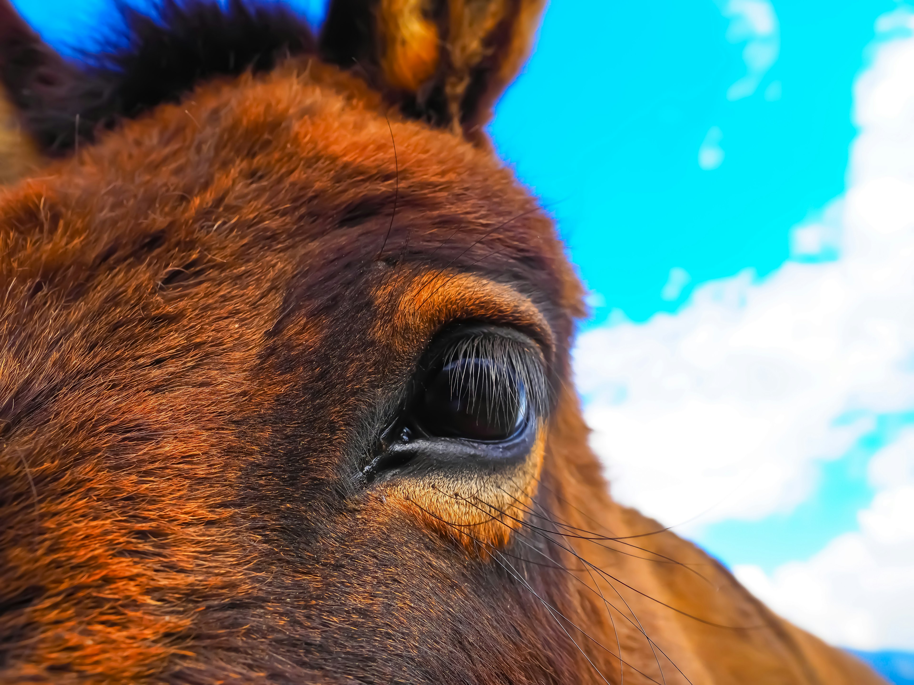 Close-up of a horse's eye with a blue sky