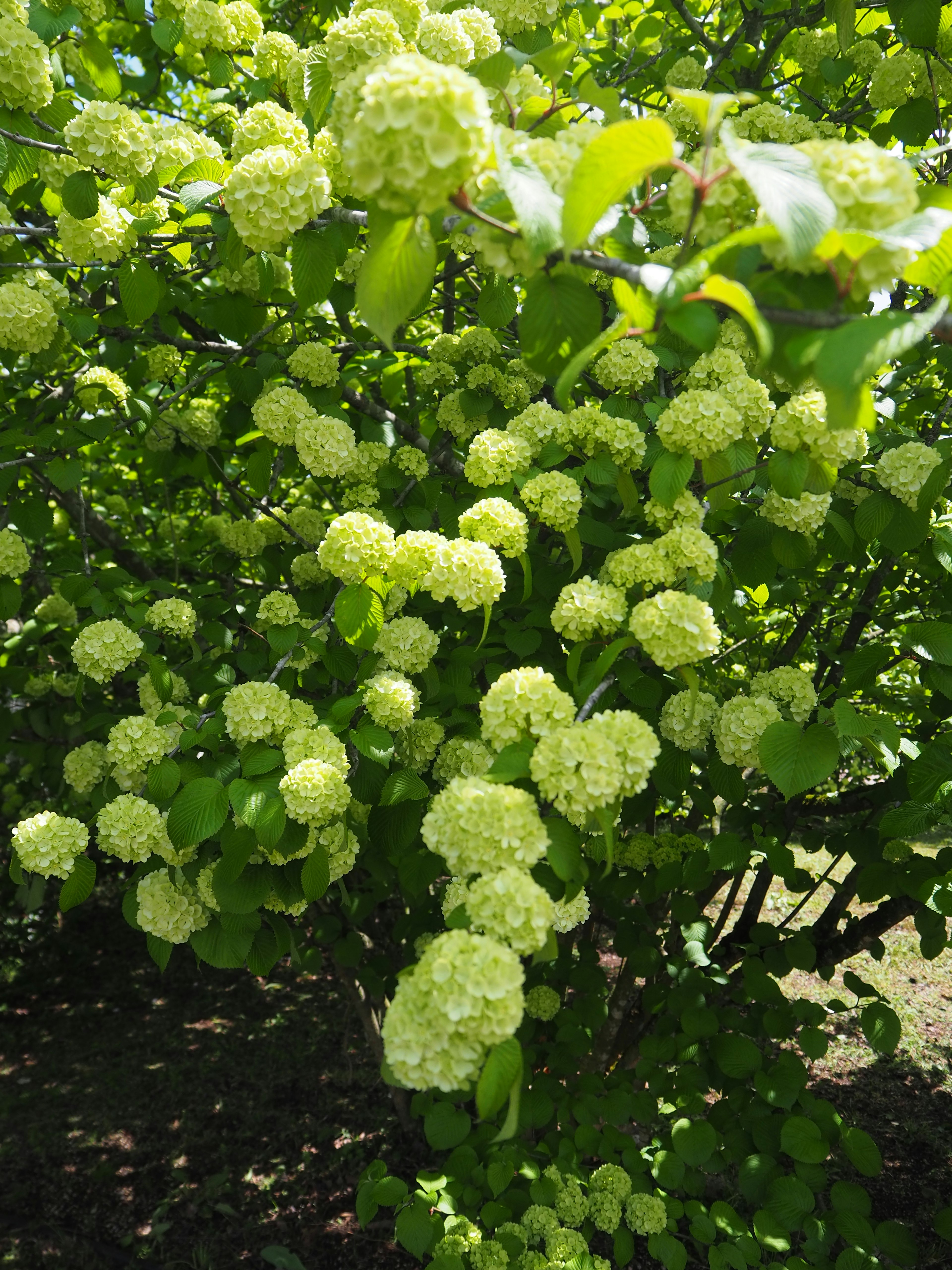 Nahaufnahme eines Baumes mit Gruppen von hellgrünen Blumen