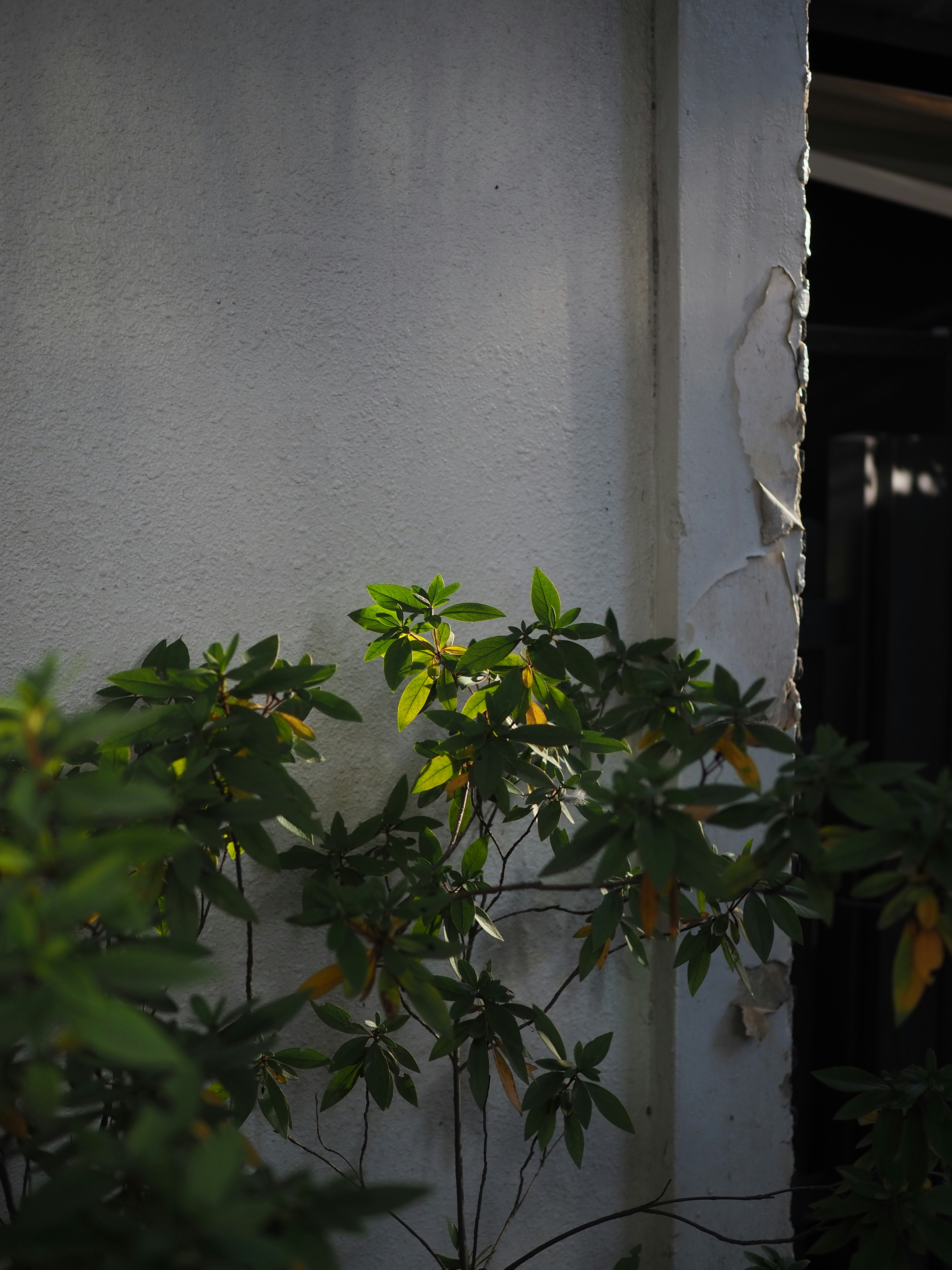 Green leaves illuminated against a white wall