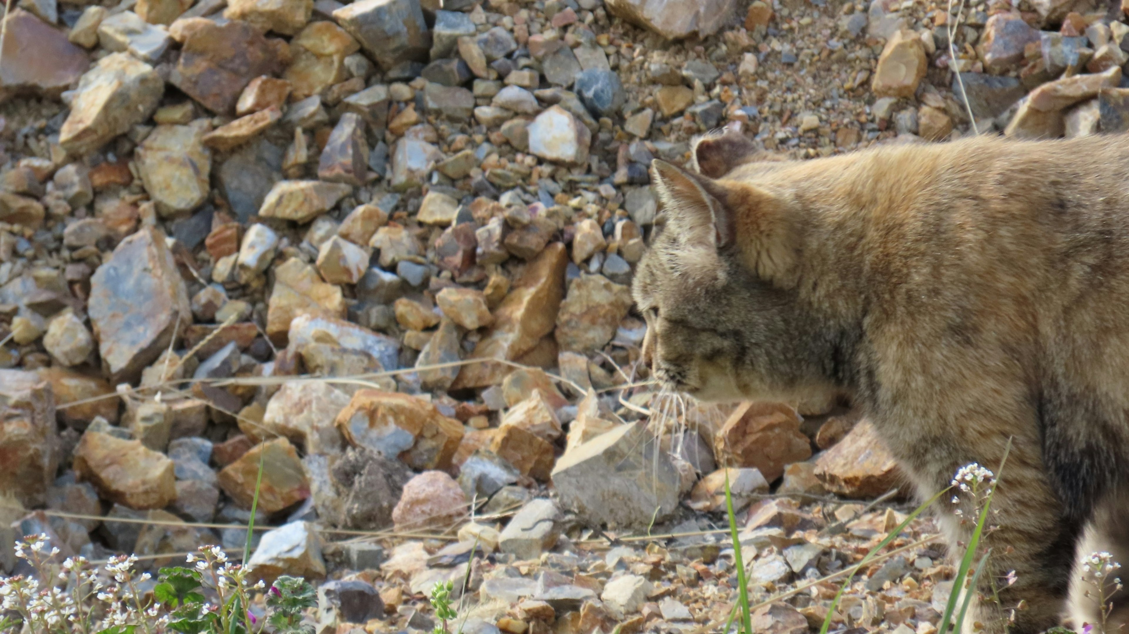 在岩石地形附近行走的野生猫与细致的石头