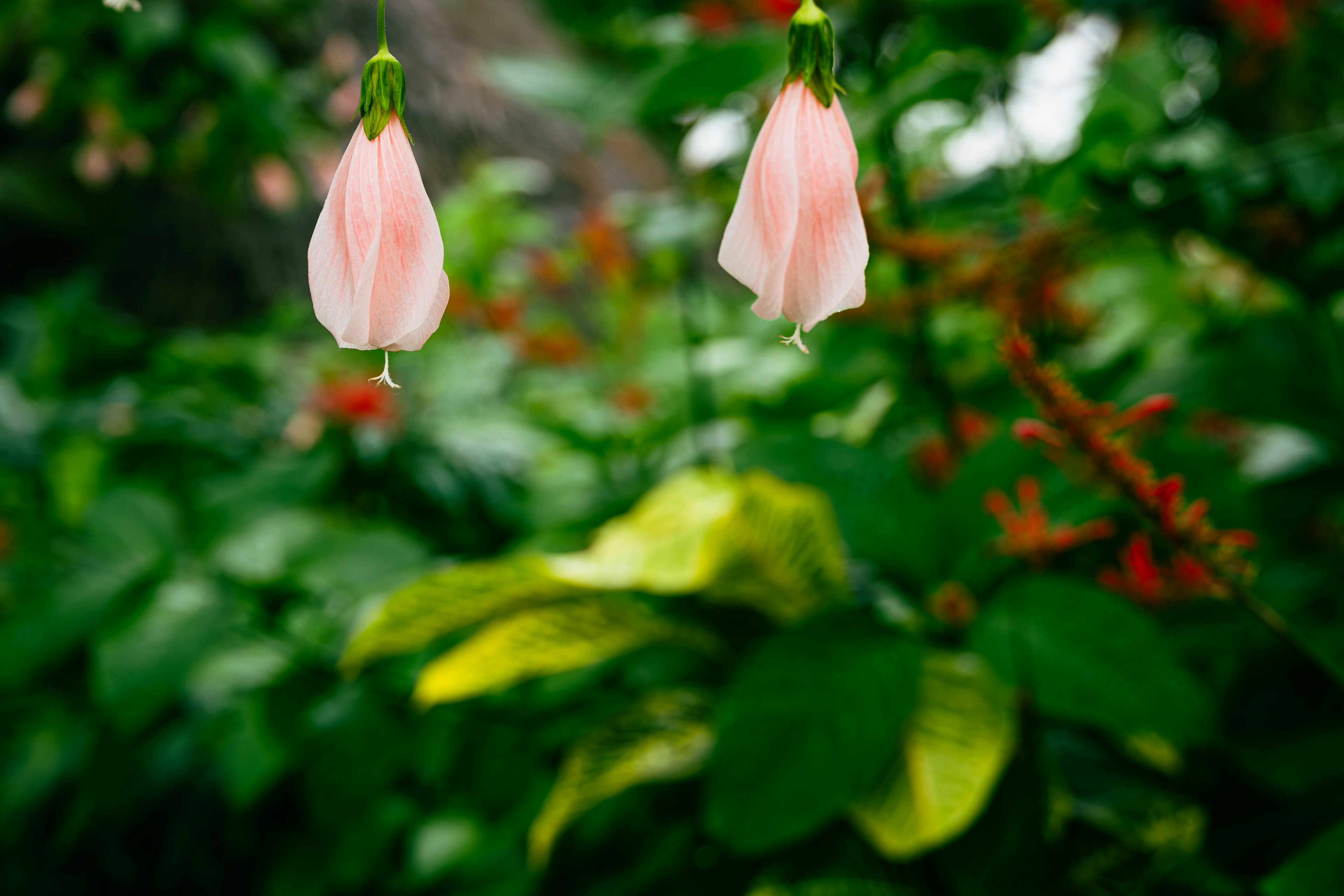 Flores rosadas delicadas colgando contra un fondo de follaje verde